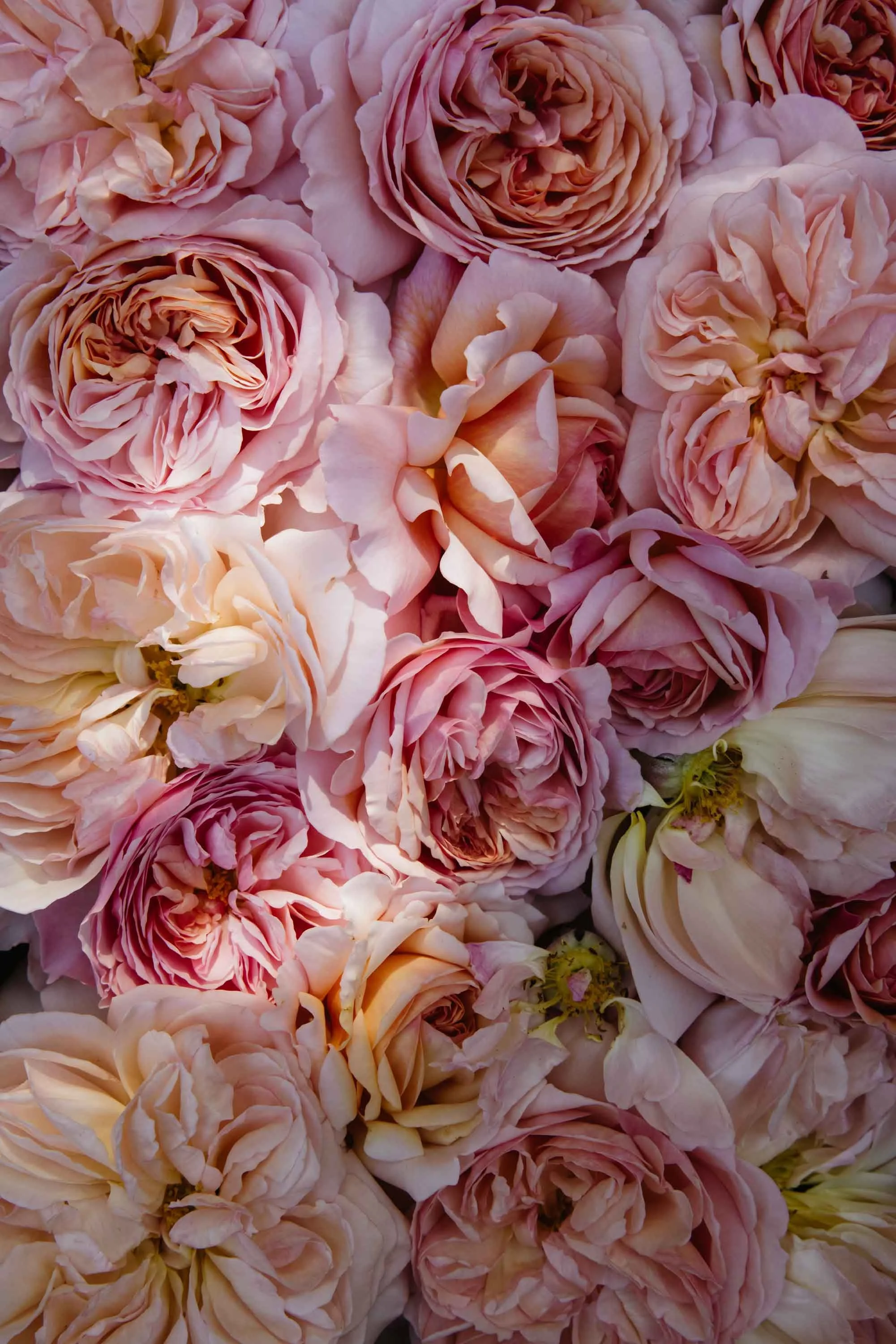 A Shropshire Lad rose - card