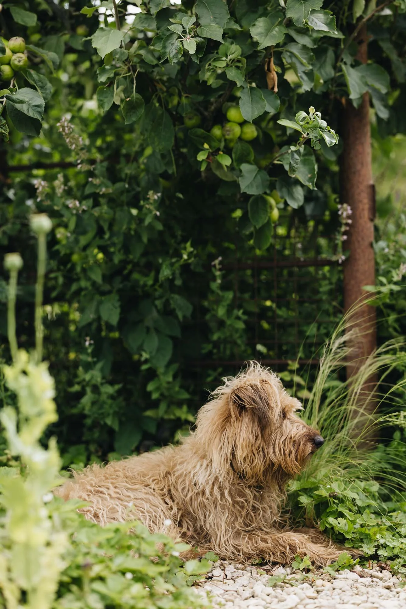 Twiggy the Irish terrier at Damson Farm