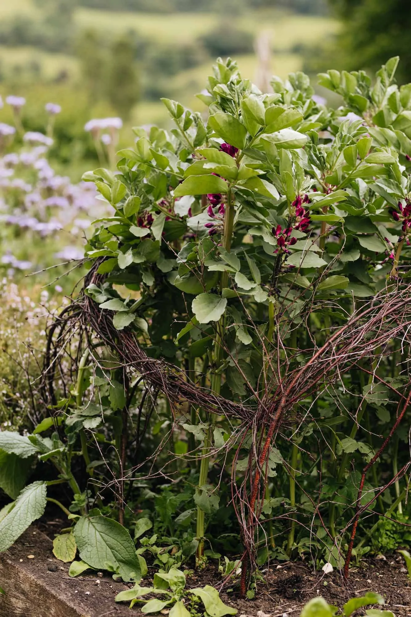 Close-up of a purple flowering plant with green leaves, supported by a rustic vine trellis in a lush garden setting.