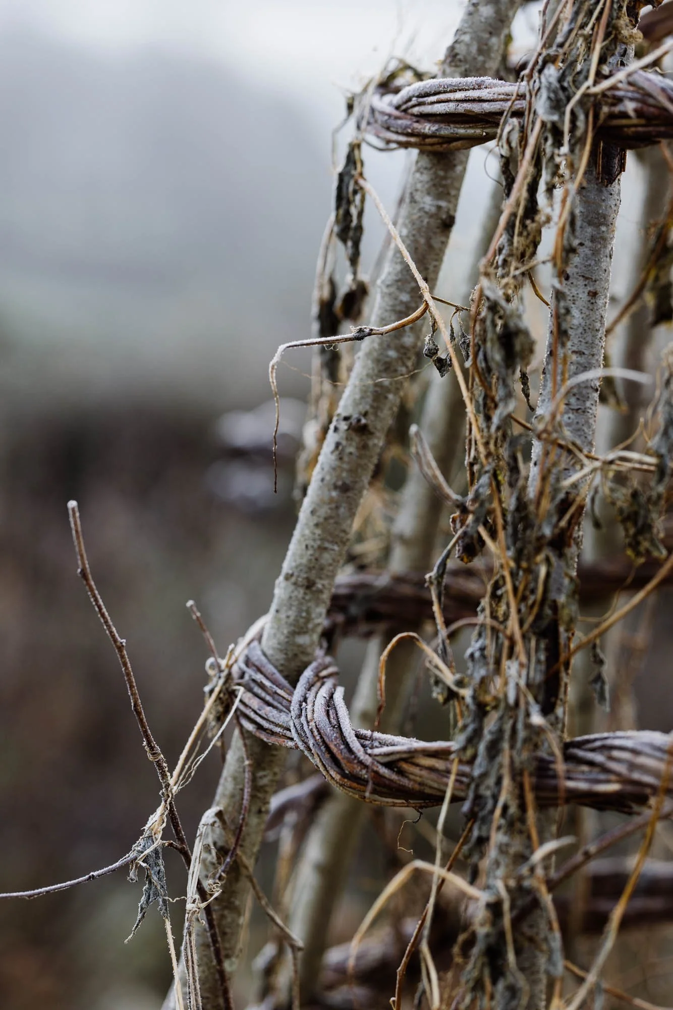 Close-up of a weathered vine and branch wrapped around each other, with frost on the surface, outdoors in winter at Damson Farm