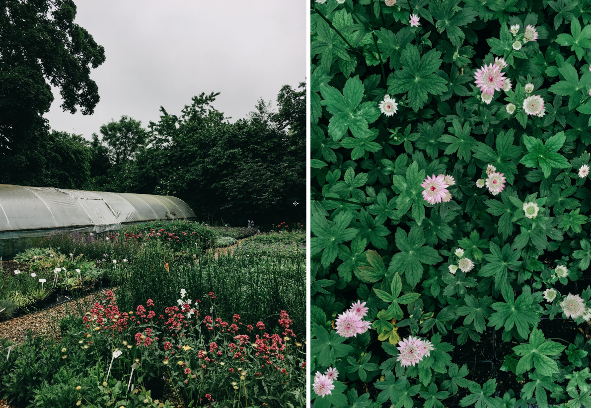 orchard-dene-nurseries-eva-nemeth_02.png
