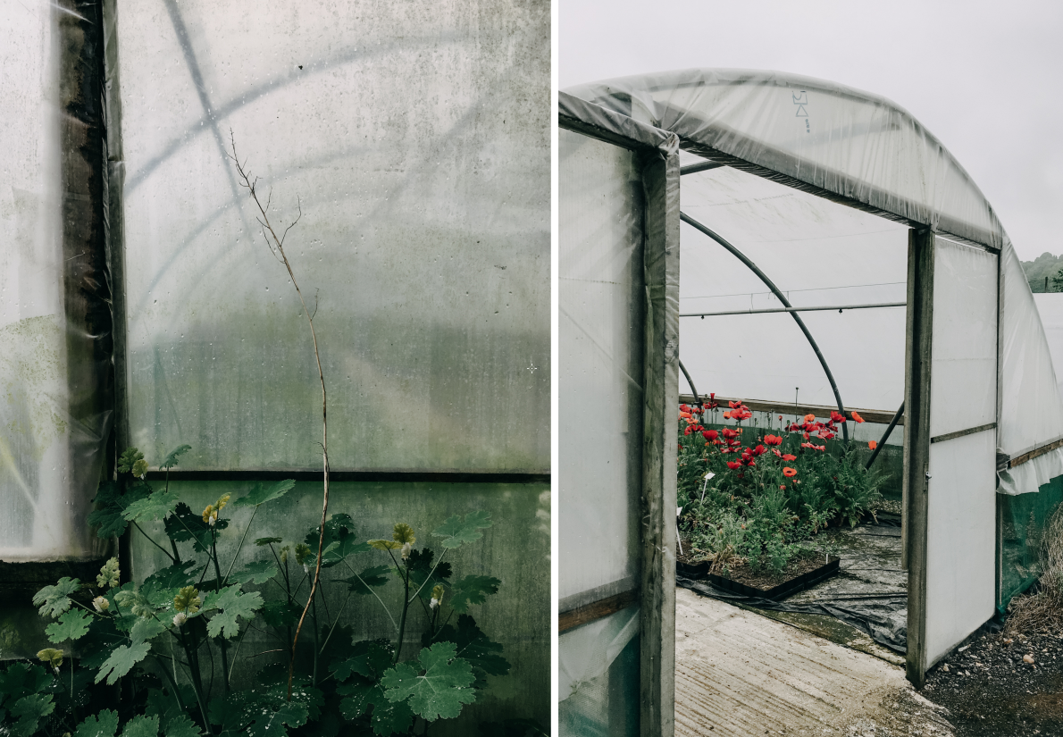 orchard-dene-nurseries-eva-nemeth_07.png