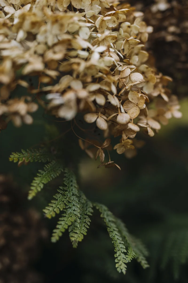 hydrangea and fern in Autumn