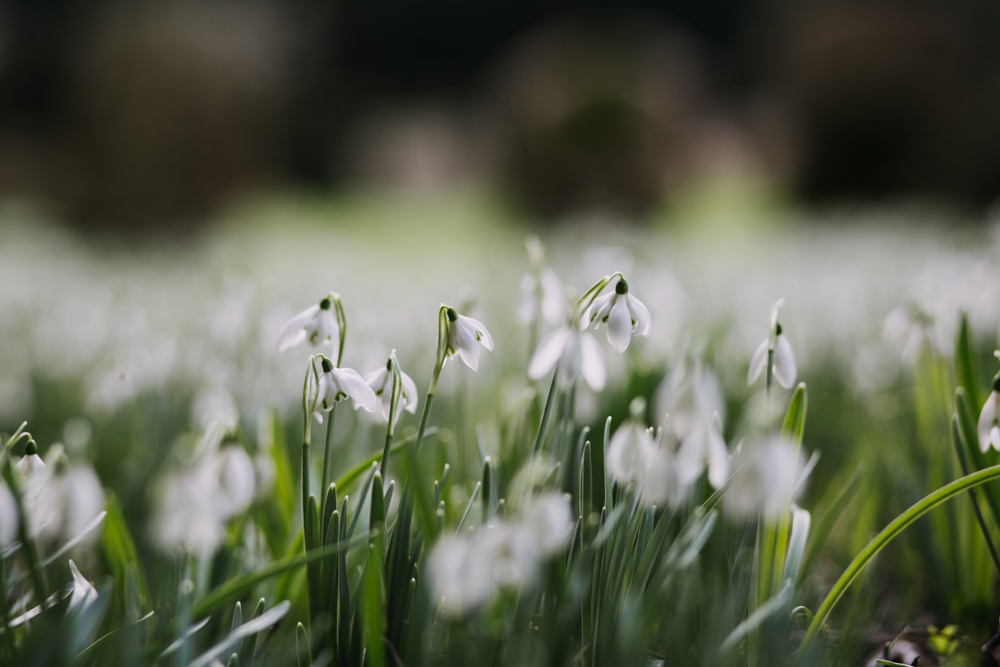 swyncombe-snowdrops-churchyard-oxfordshire-evanemeth_02.jpg