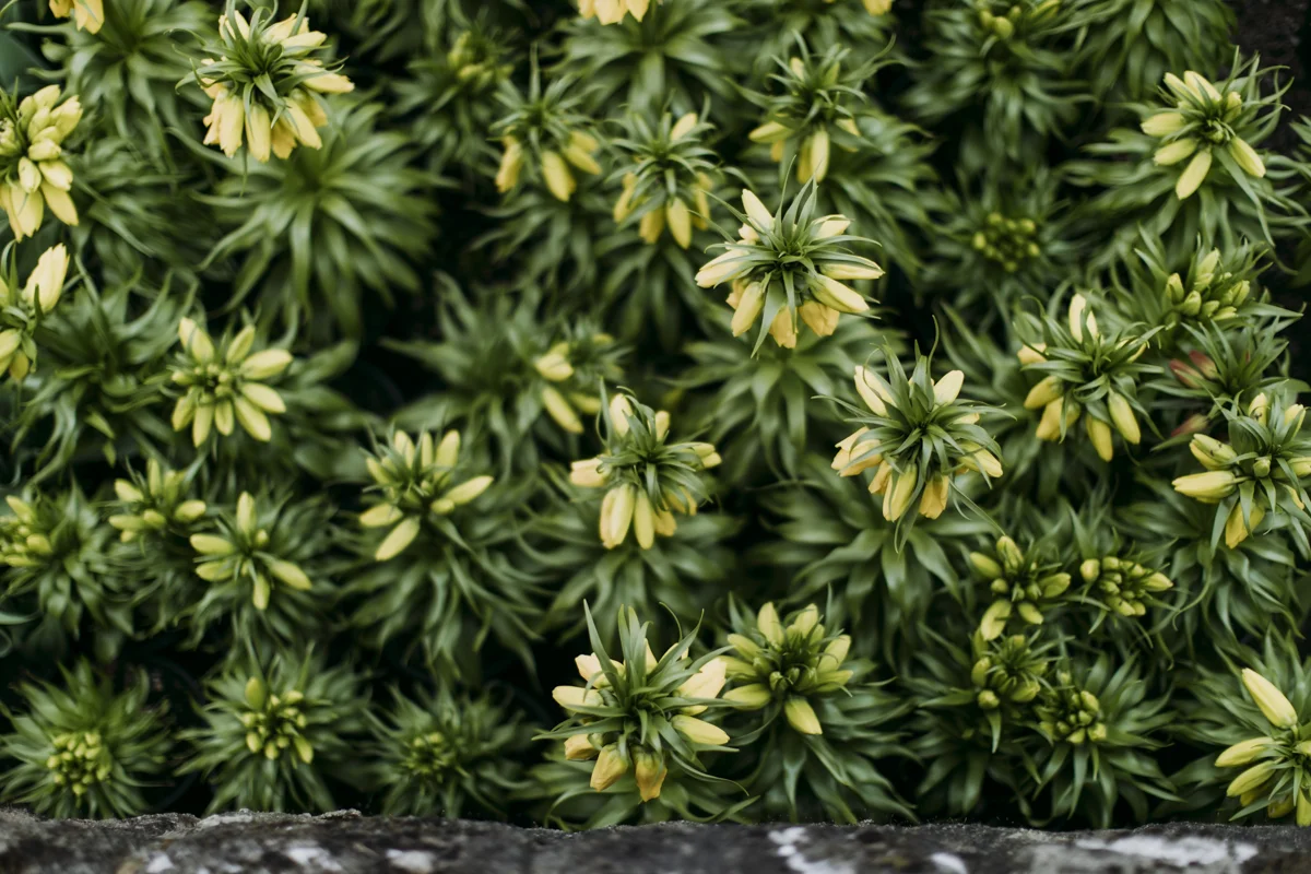 Chatsworth-flower-kitchen-garden_01.jpg