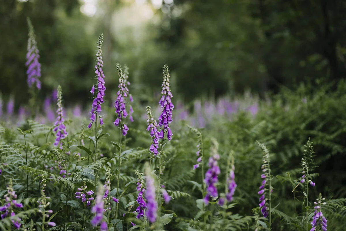 foxgloves_woodland_eva-nemeth_02.jpg