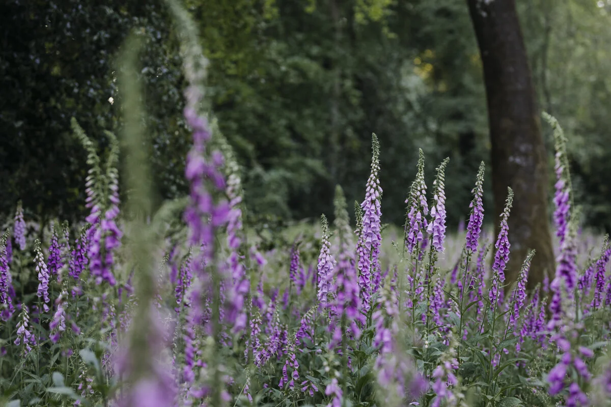 foxgloves_woodland_eva-nemeth_06.jpg