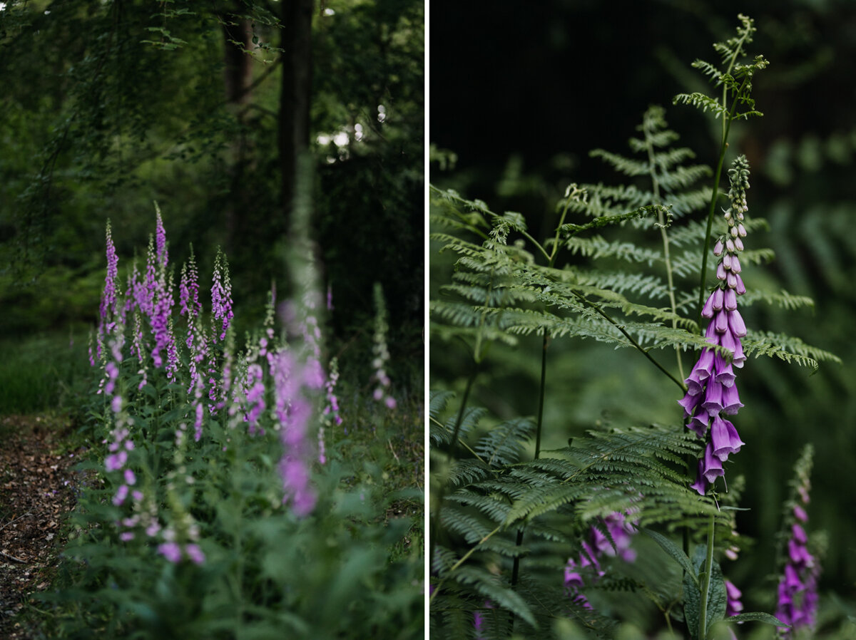 foxgloves_woodland_eva-nemeth_07.jpg