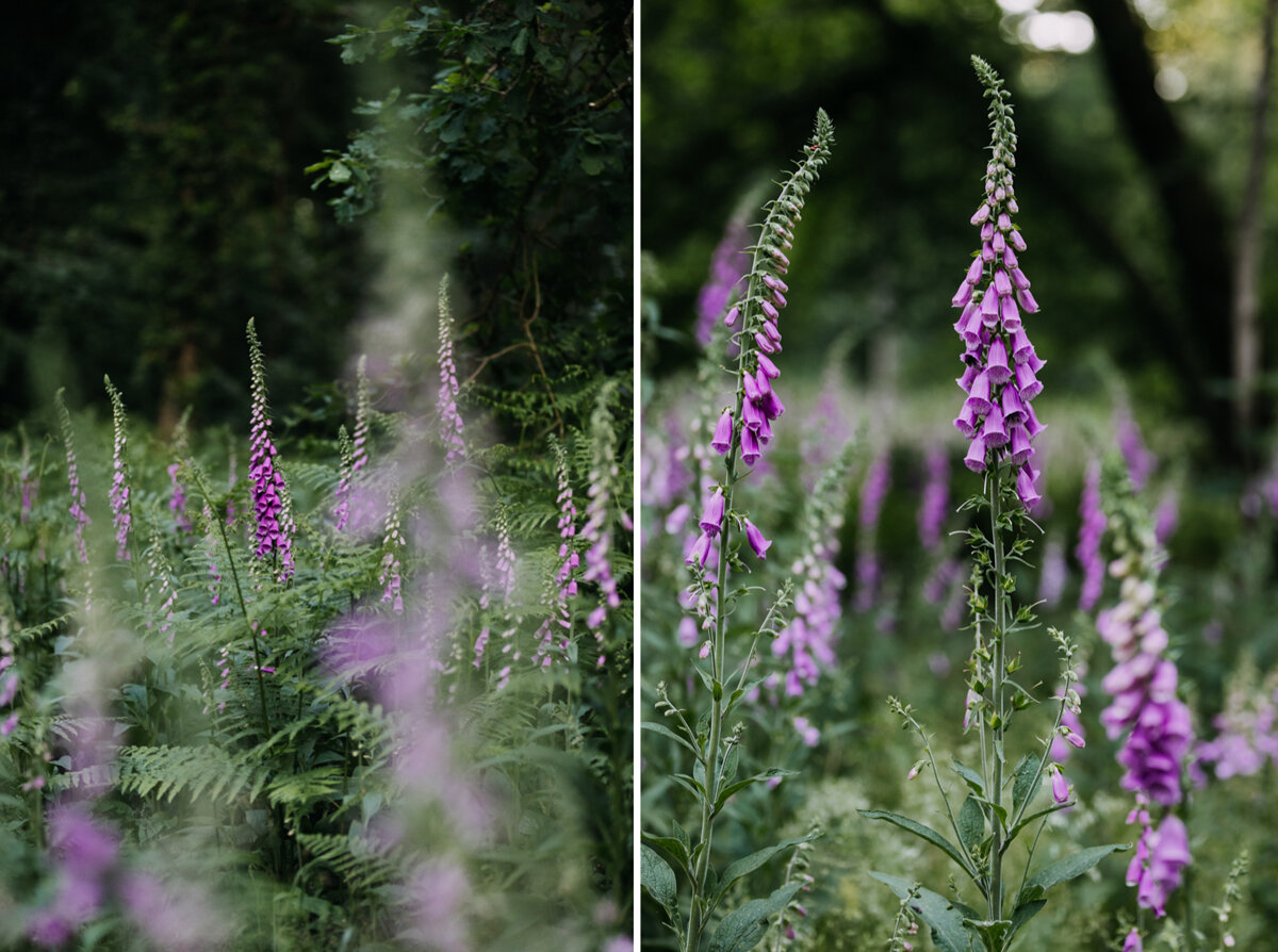 foxgloves_woodland_eva-nemeth_10.jpg