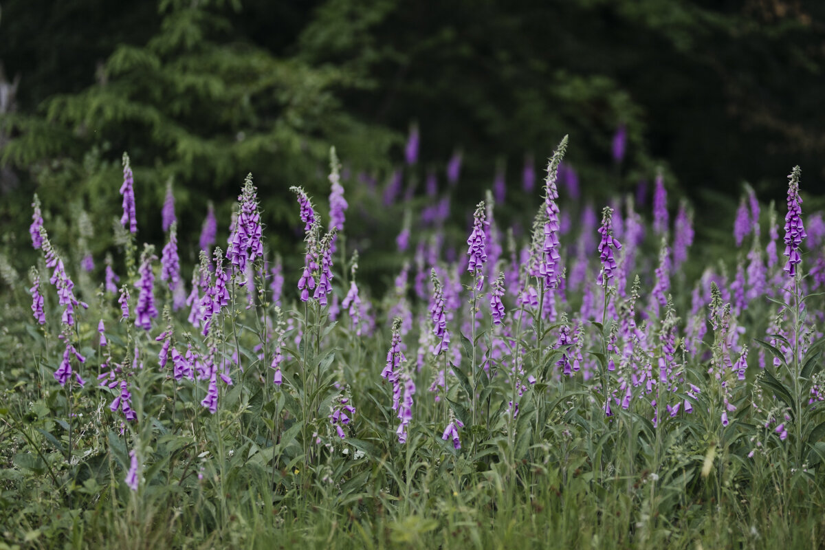 foxgloves_woodland_eva-nemeth_11.jpg