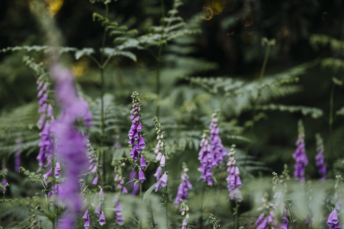 foxgloves_woodland_eva-nemeth_12.jpg