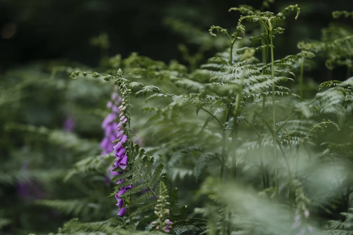 foxgloves_woodland_eva-nemeth_13.jpg