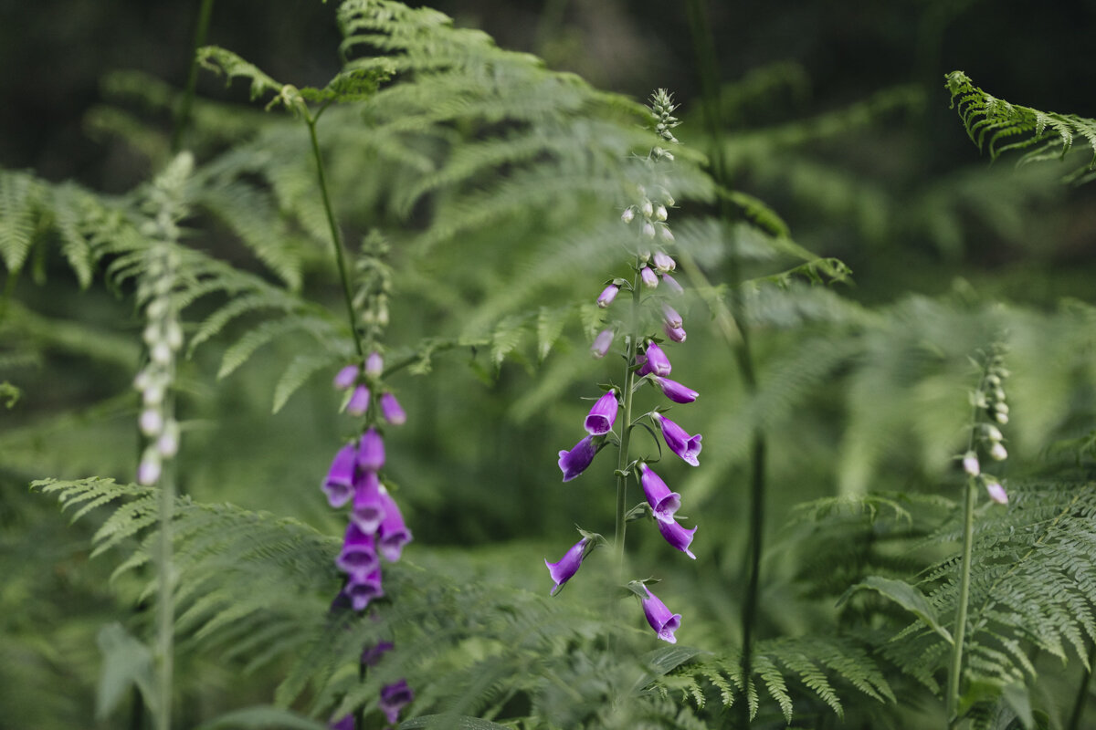 foxgloves_woodland_eva-nemeth_15.jpg