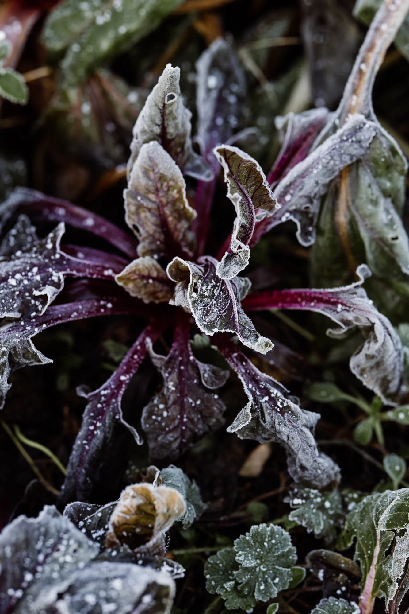 Frost-covered purple and green plant leaves with ice crystals on them.