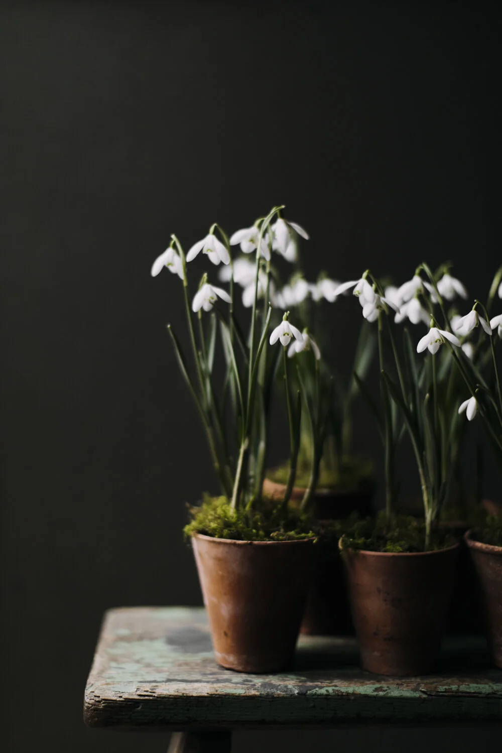 Snowdrops growing in terracotta pots Fine art floral photography print