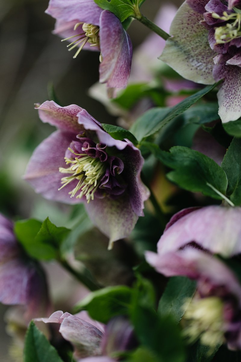 Hellebores_Eva-Nemeth-Photography_06.jpg