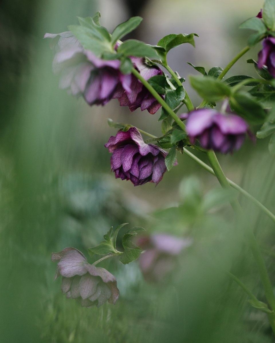 Hellebores_Eva-Nemeth-Photography_07.jpg