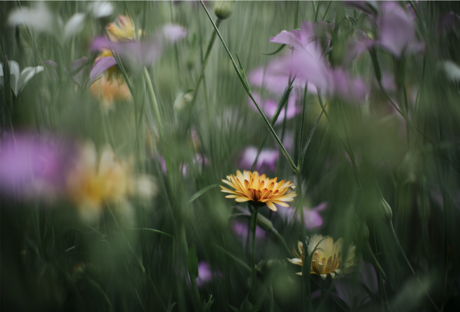 Corncockle and Calendula - card