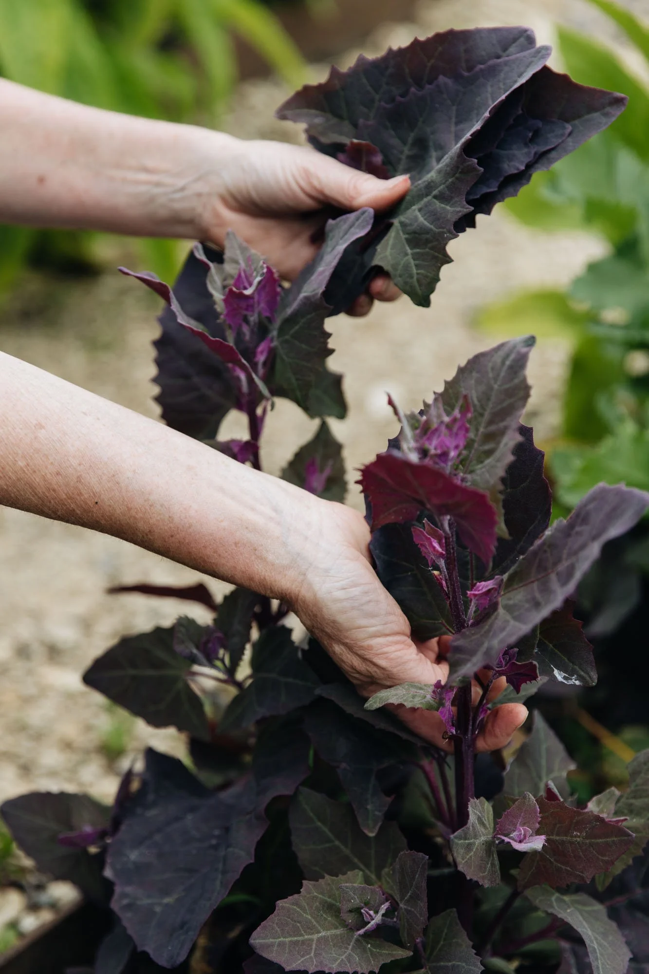 Alison Jenkins picking Atriplex hortensis orache at Damson Farm
