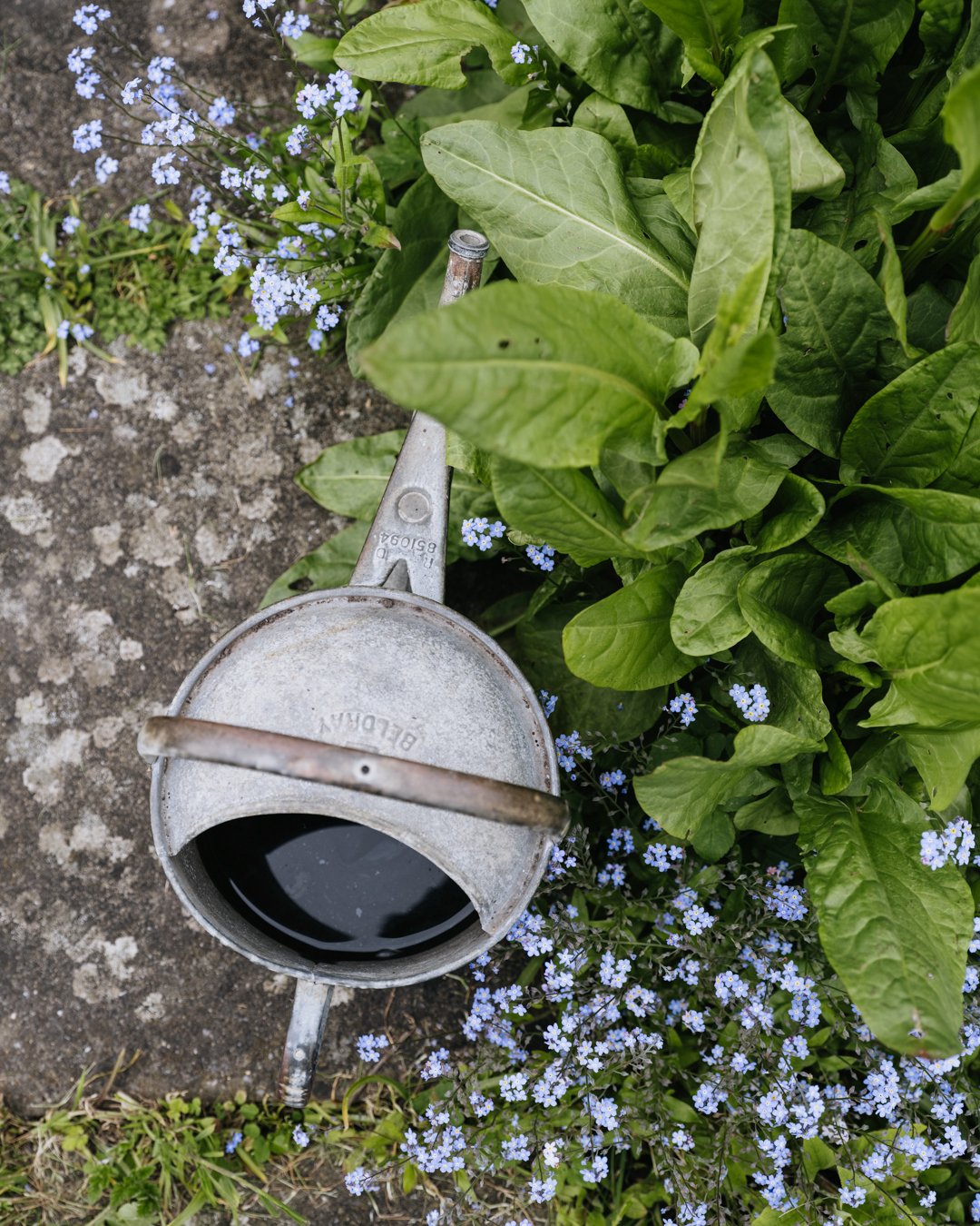 Watering can, sorrel and forget-me-nots. The last two grow in abundance here.