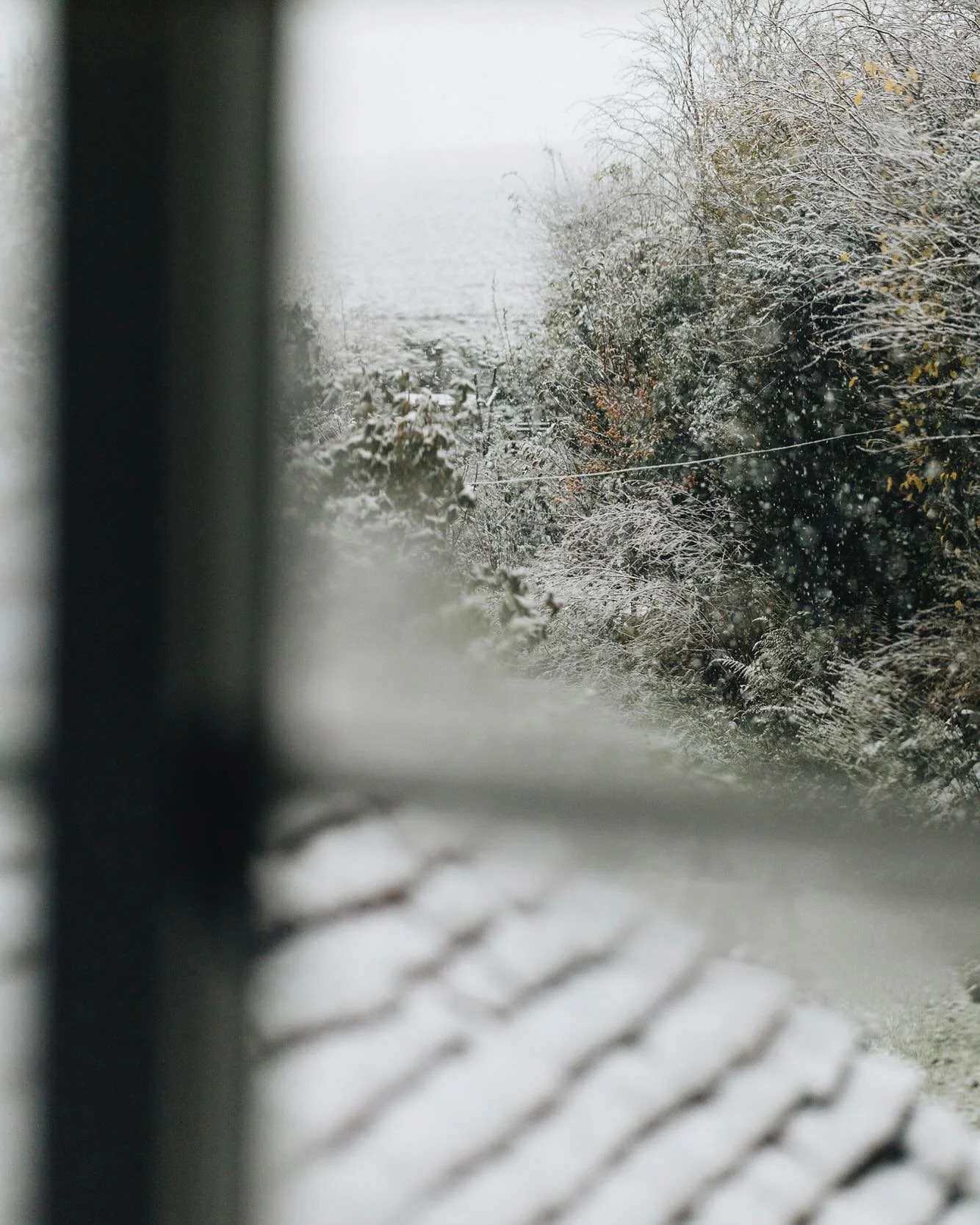 Born in Winter, I do love the colder months and I adore snow. This year's first snow came by surprise earlier this week. I rushed outside with the camera, still in my pyjamas, to capture its magic before it was gone. Fingers crossed for much more sno