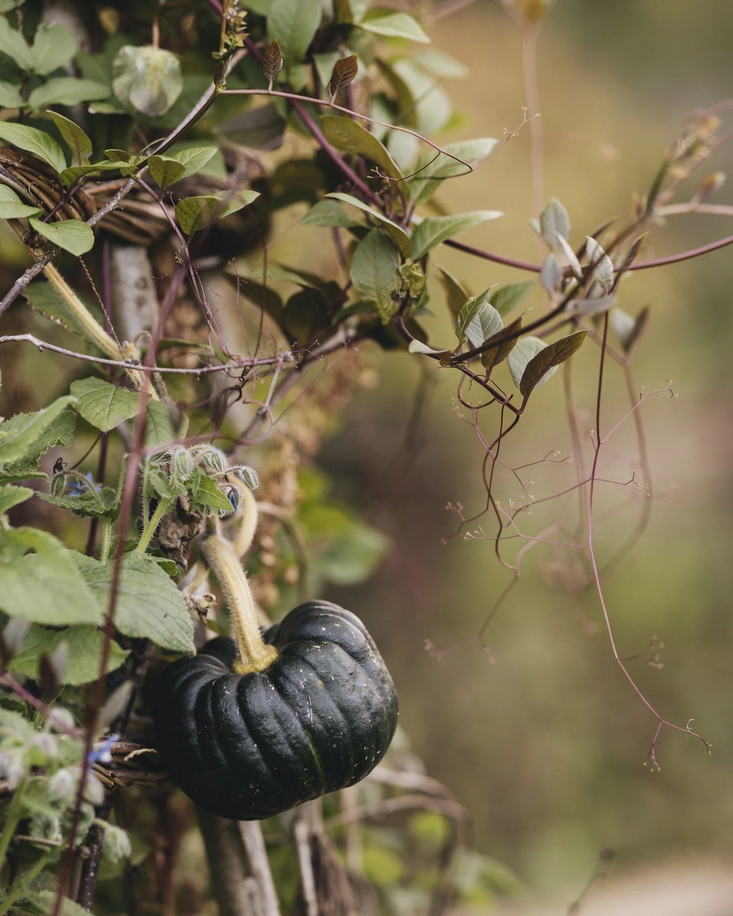 There are things we cannot change. But we can create and capture beauty we want to see in the world. Pick up that camera and go out there. Not the best light but it's not pouring with rain. Autumn is still around, full of beautiful things and magic t