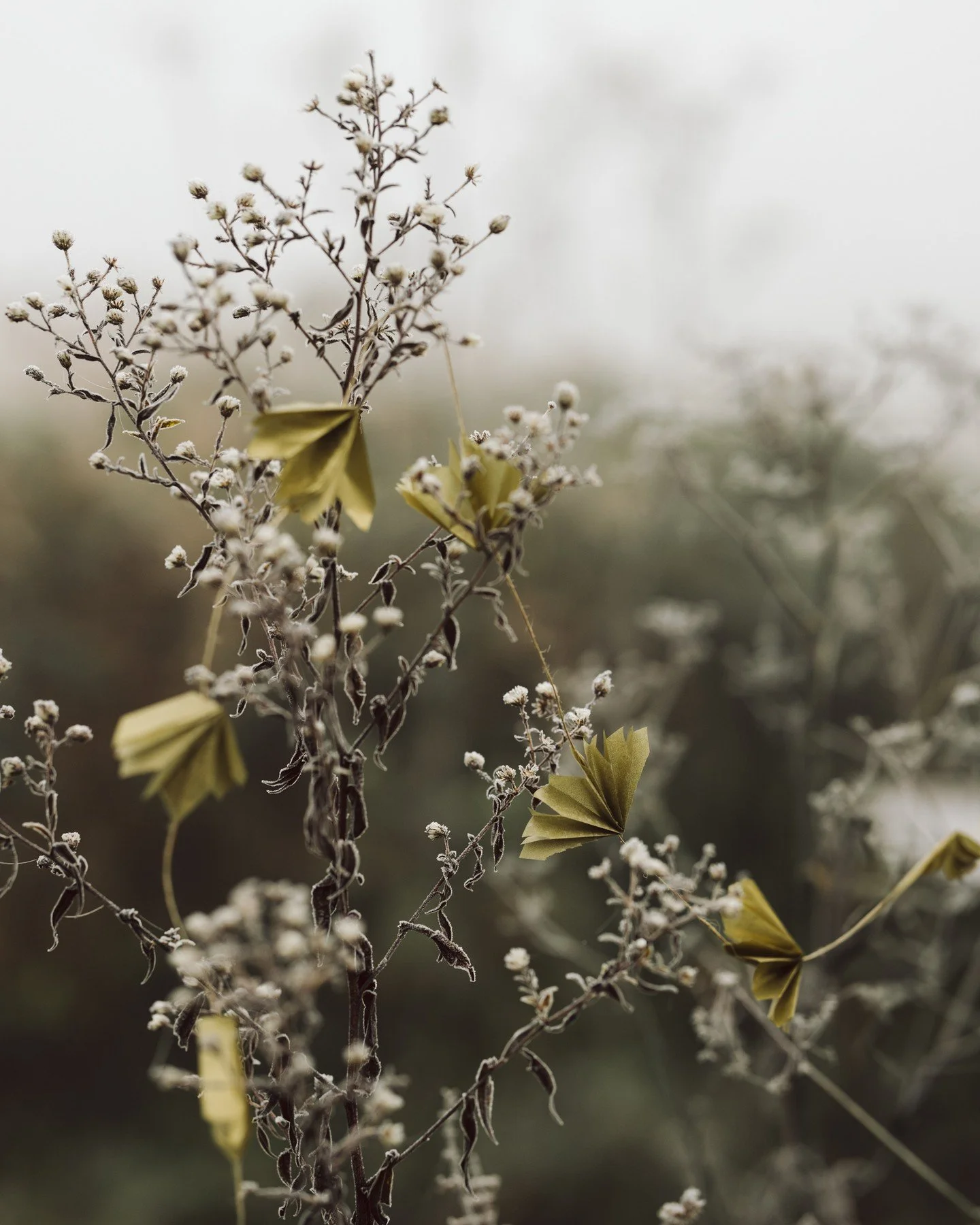 Another frosty-misty morning, how perfect! And my absolute favourite. Of course I had to rush outside to take some pictures, including of this garland I made earlier. If you'd like to make one, just follow my journal for it. While I was out there, th