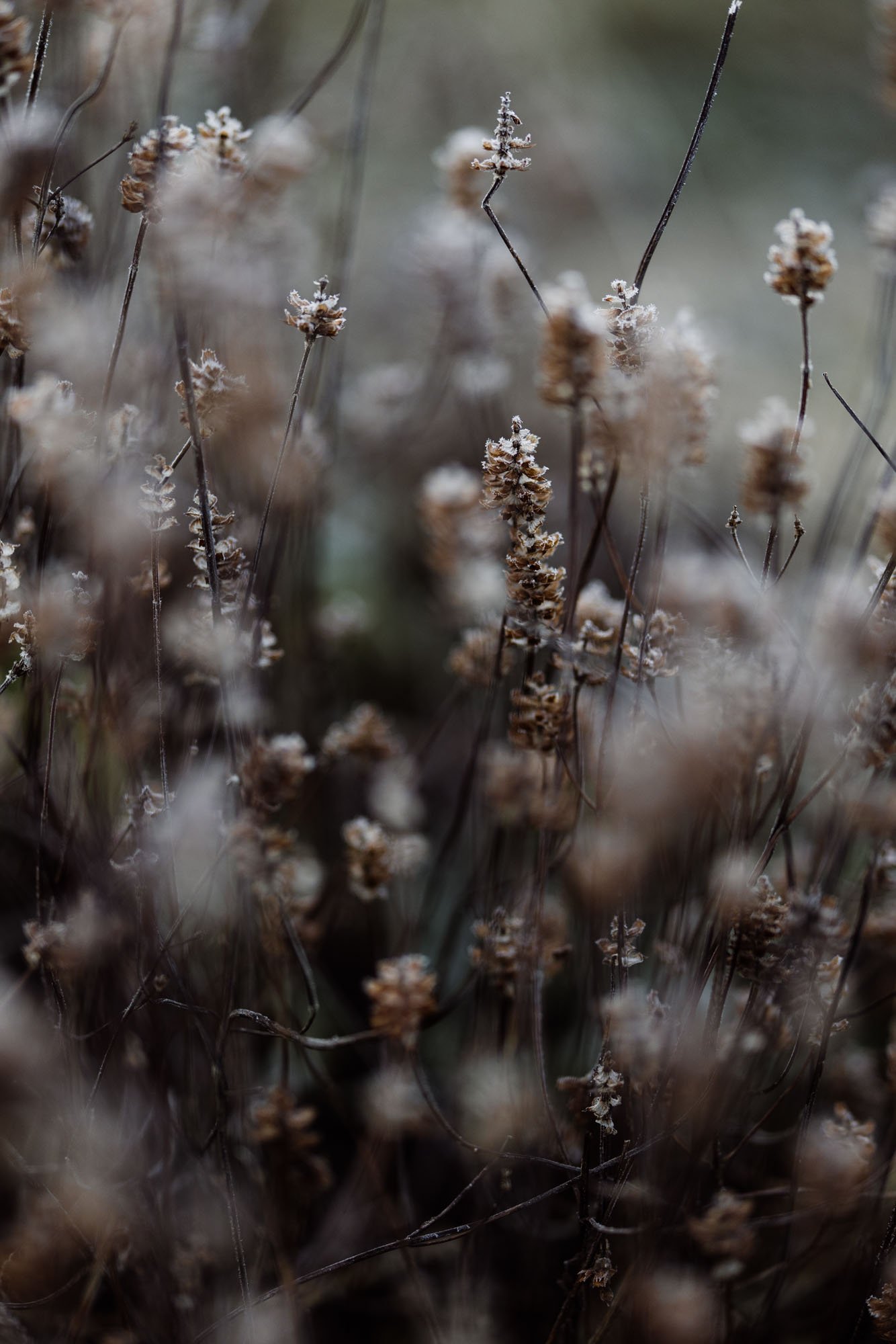 Frosty wildflowers with seed heads in a natural setting, blurred background, muted earth tones at Damson Farm