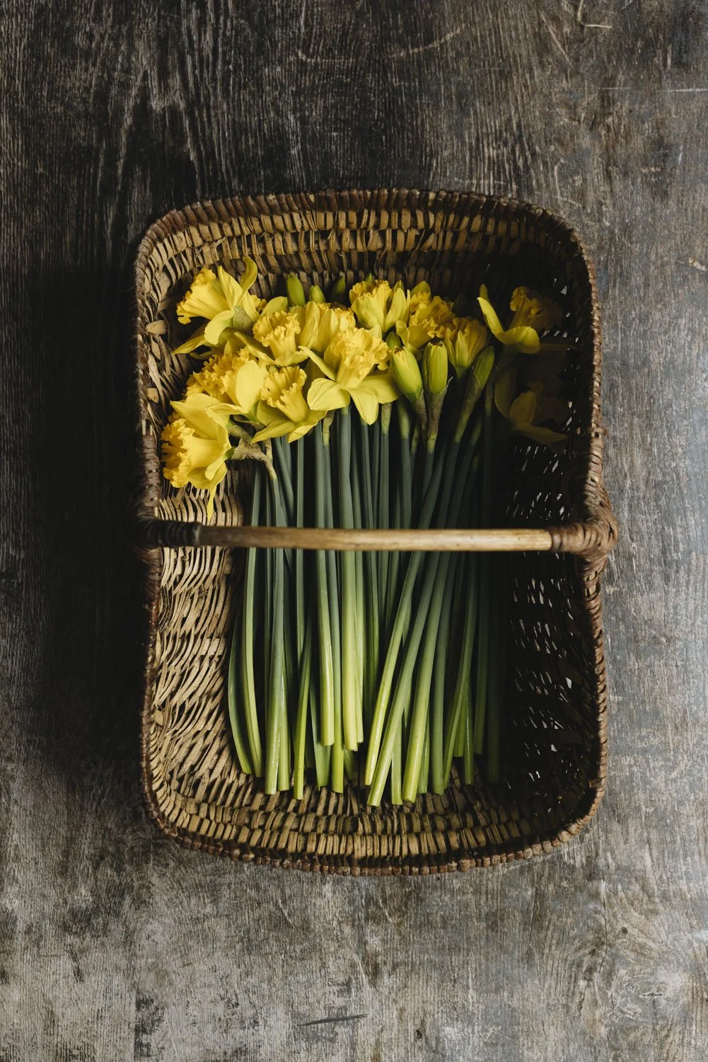 Daffodils - card
