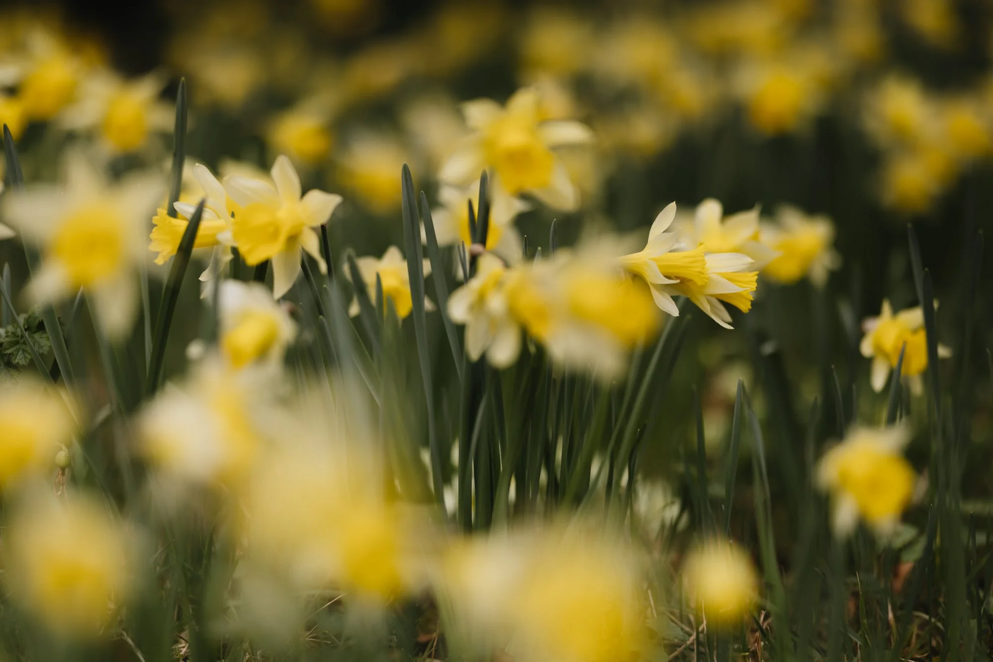 Narcissus pseudonarcissus growing wild in an Oxfordshire churchyard in Pyrton