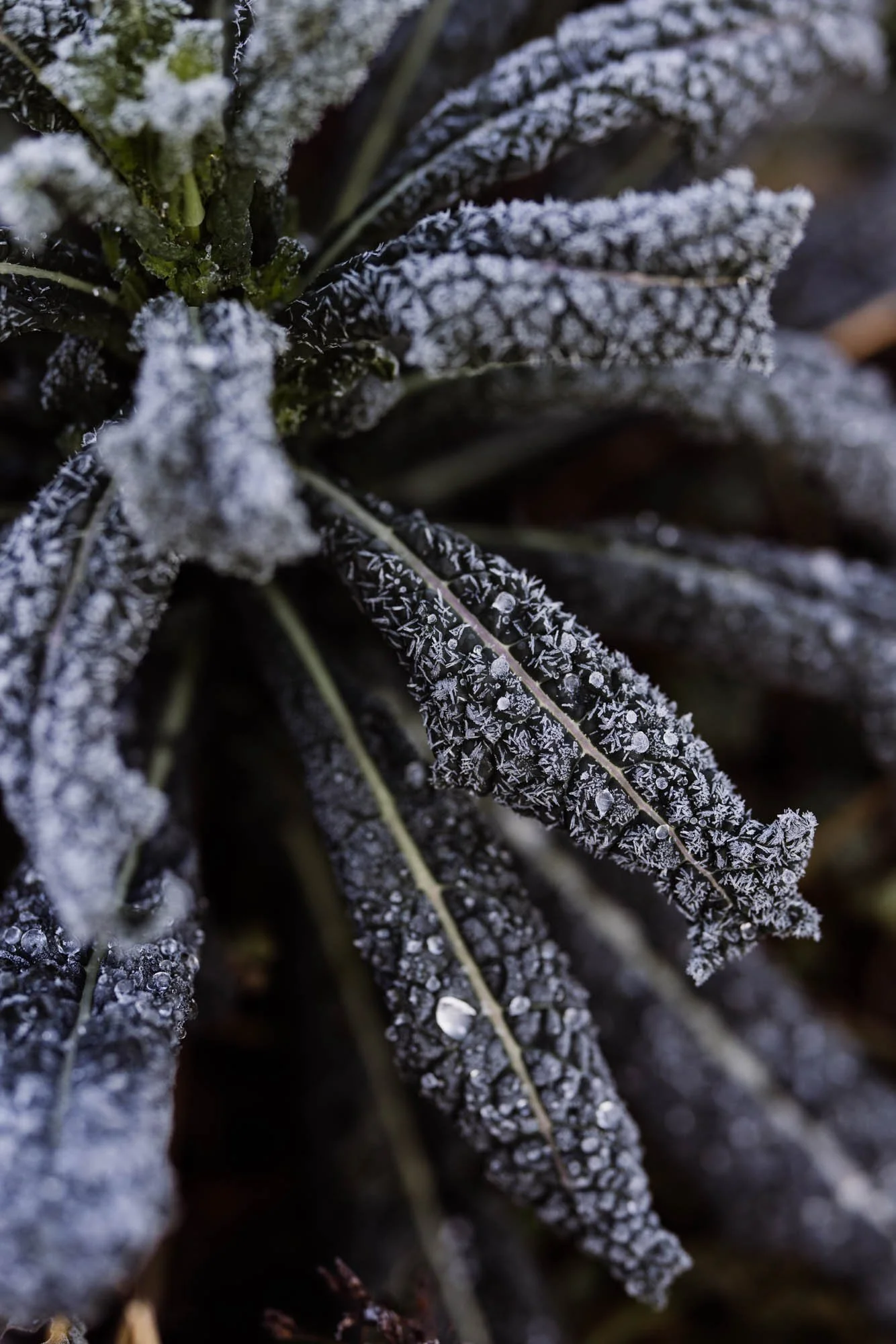 Close-up of dark green leaves covered in frost, with intricate ice crystals forming on the surface.