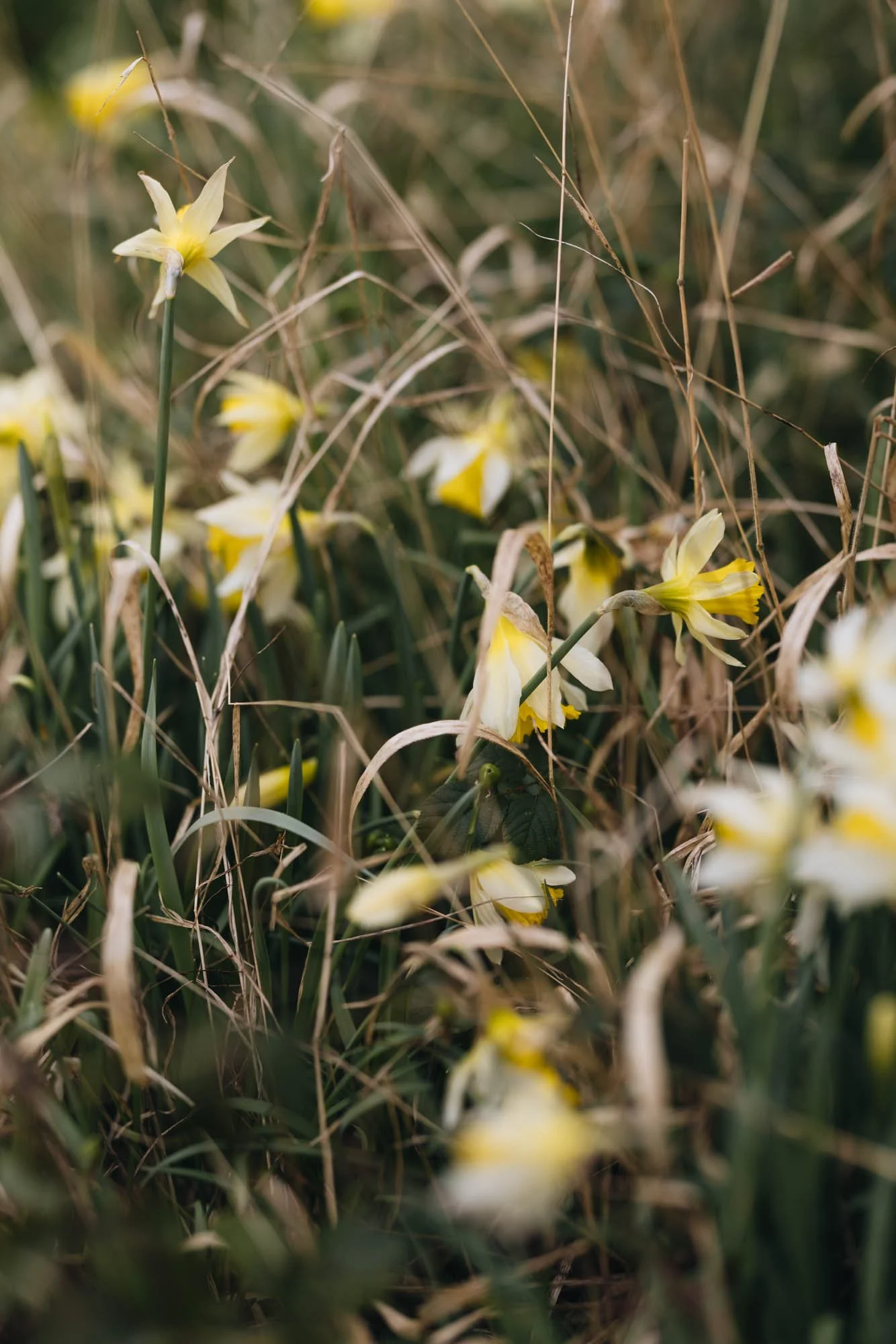 Wild Daffodils print