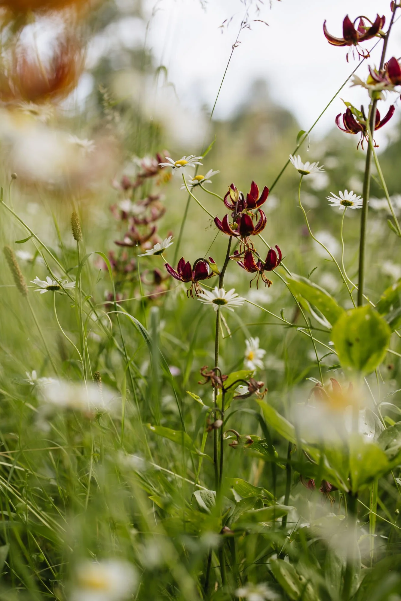 martagon lily growing wild with daisies in meadow at Batcombe House