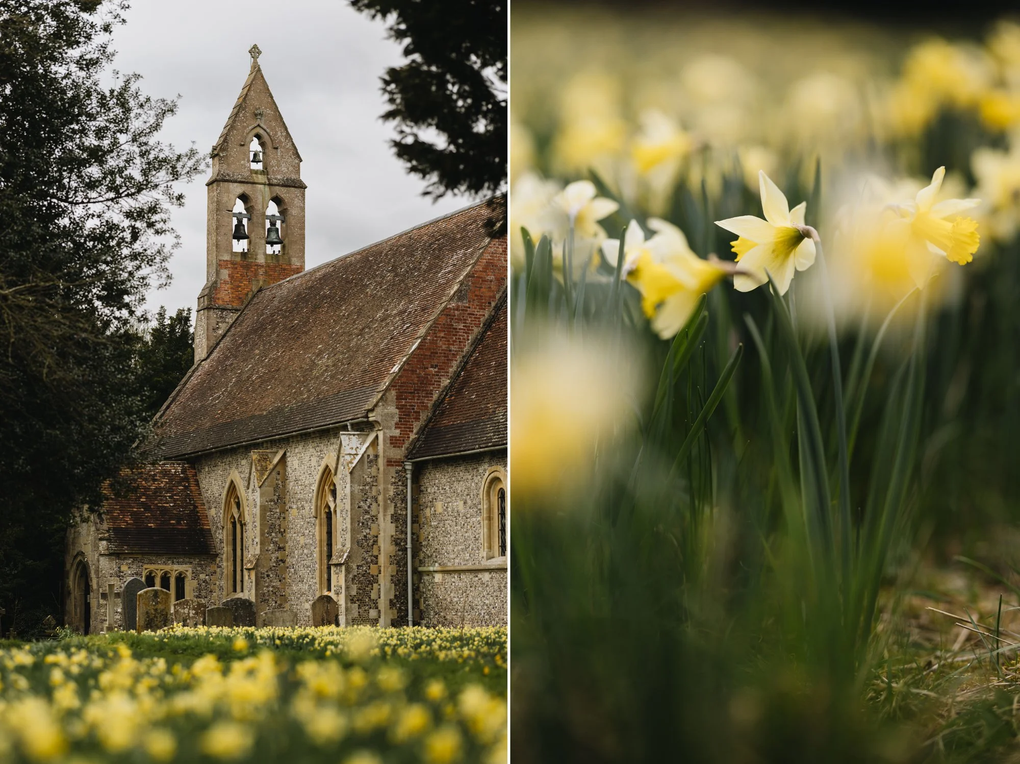 Narcissus pseudonarcissus growing wild in an Oxfordshire churchyard in Pyrton