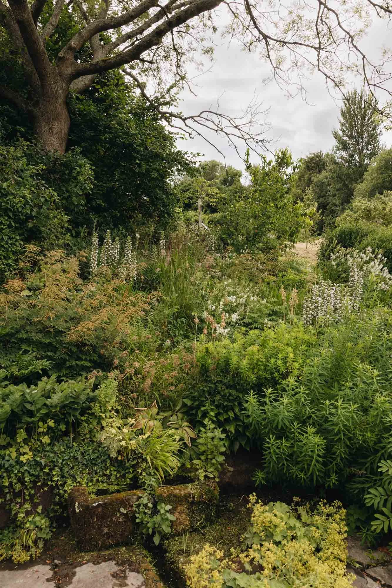 A lush garden with various green plants, shrubs, and flowers, along with large trees and a cloudy sky overhead.
