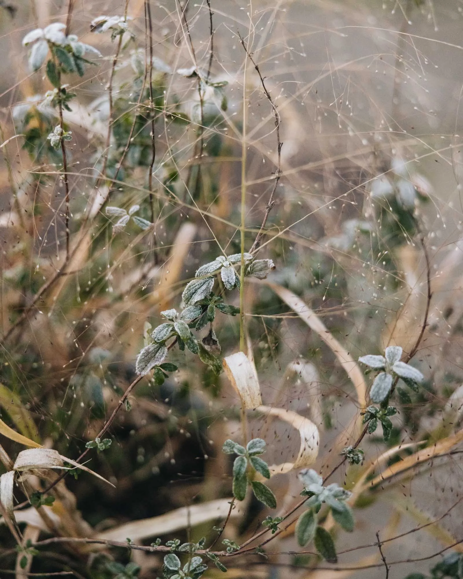 Frost-covered green plant entangled in spider web in a natural outdoor setting.