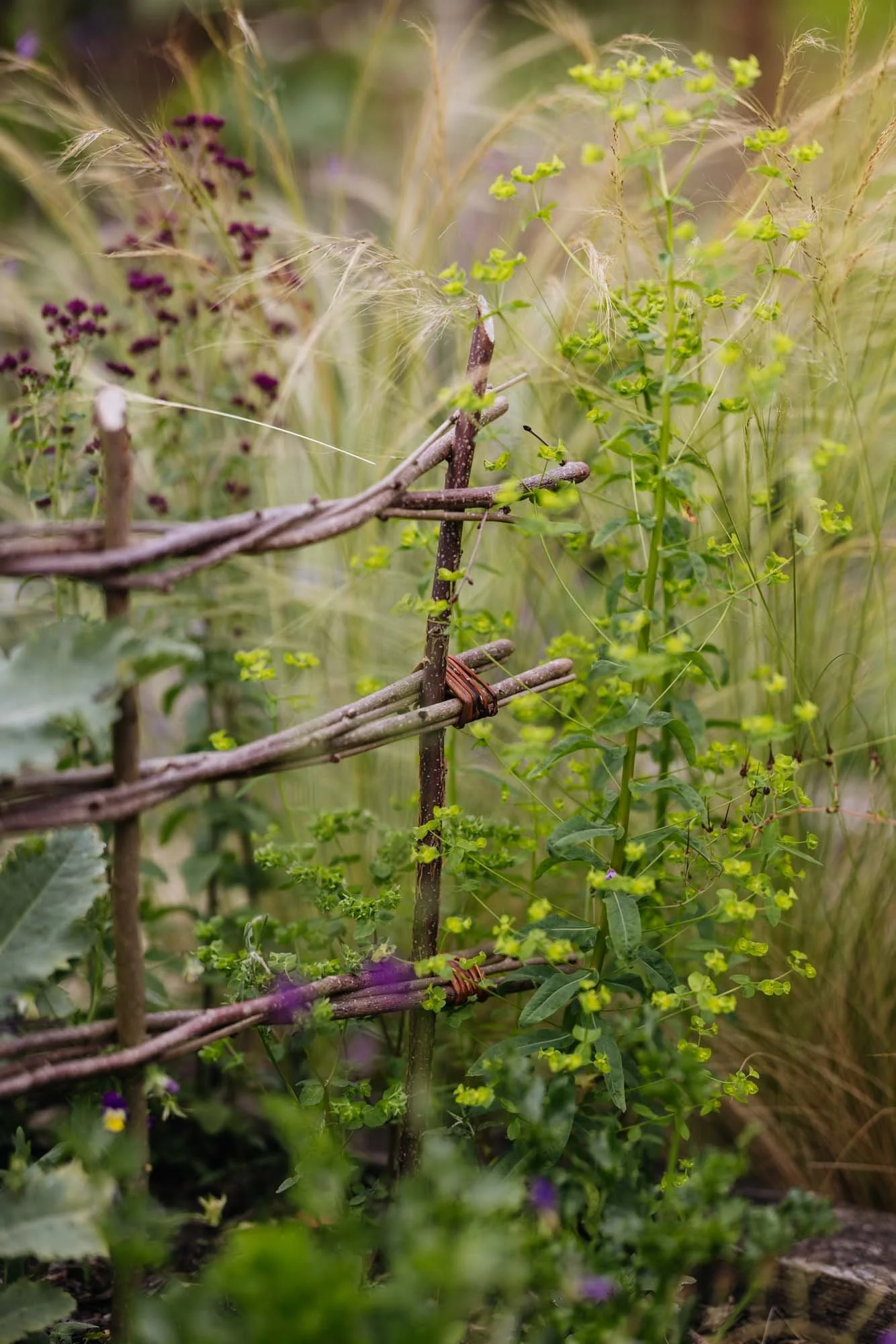 Close-up of a makeshift garden trellis made of twigs and sticks supporting various green leafy plants and small purple flowers, with tall grasses in the background.
