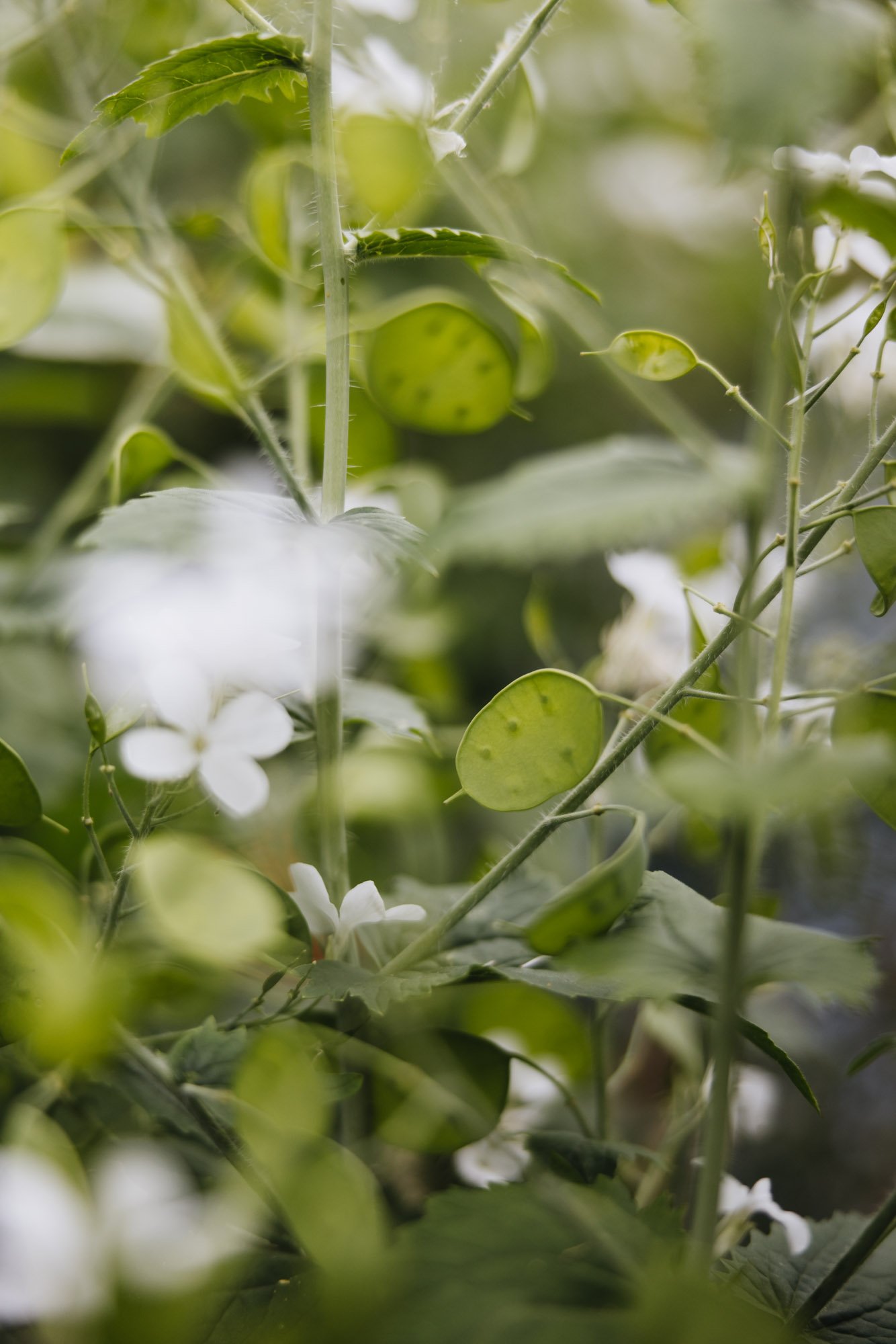 Honesty flowering and pods in cottage garden