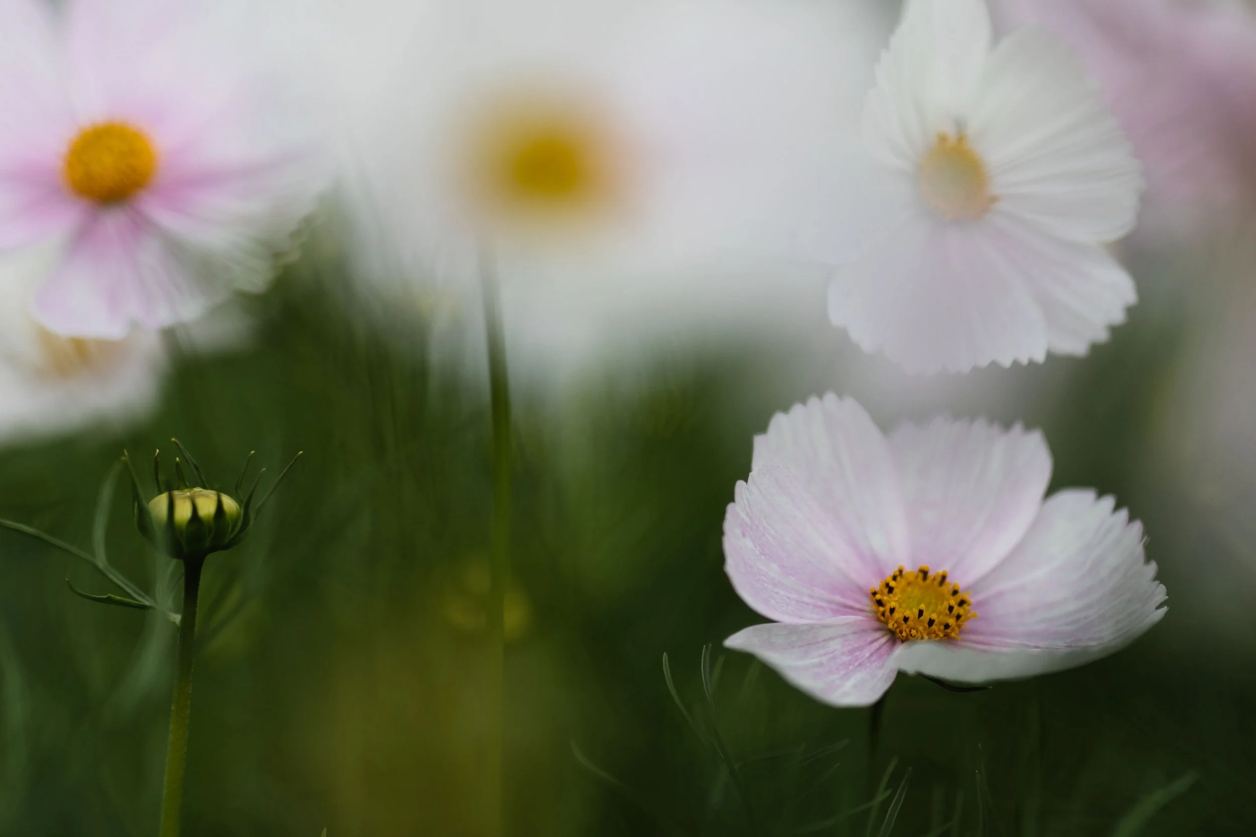 Cosmos cupcakes - card