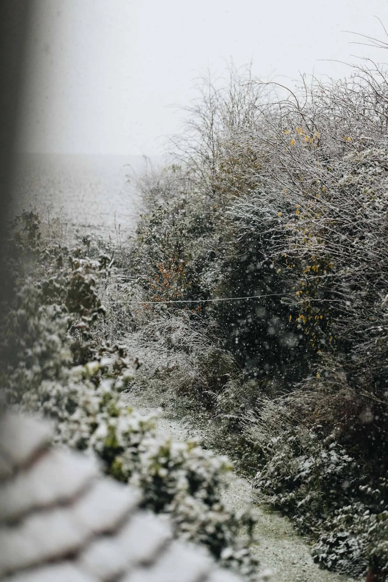 Winter at a cottage garden