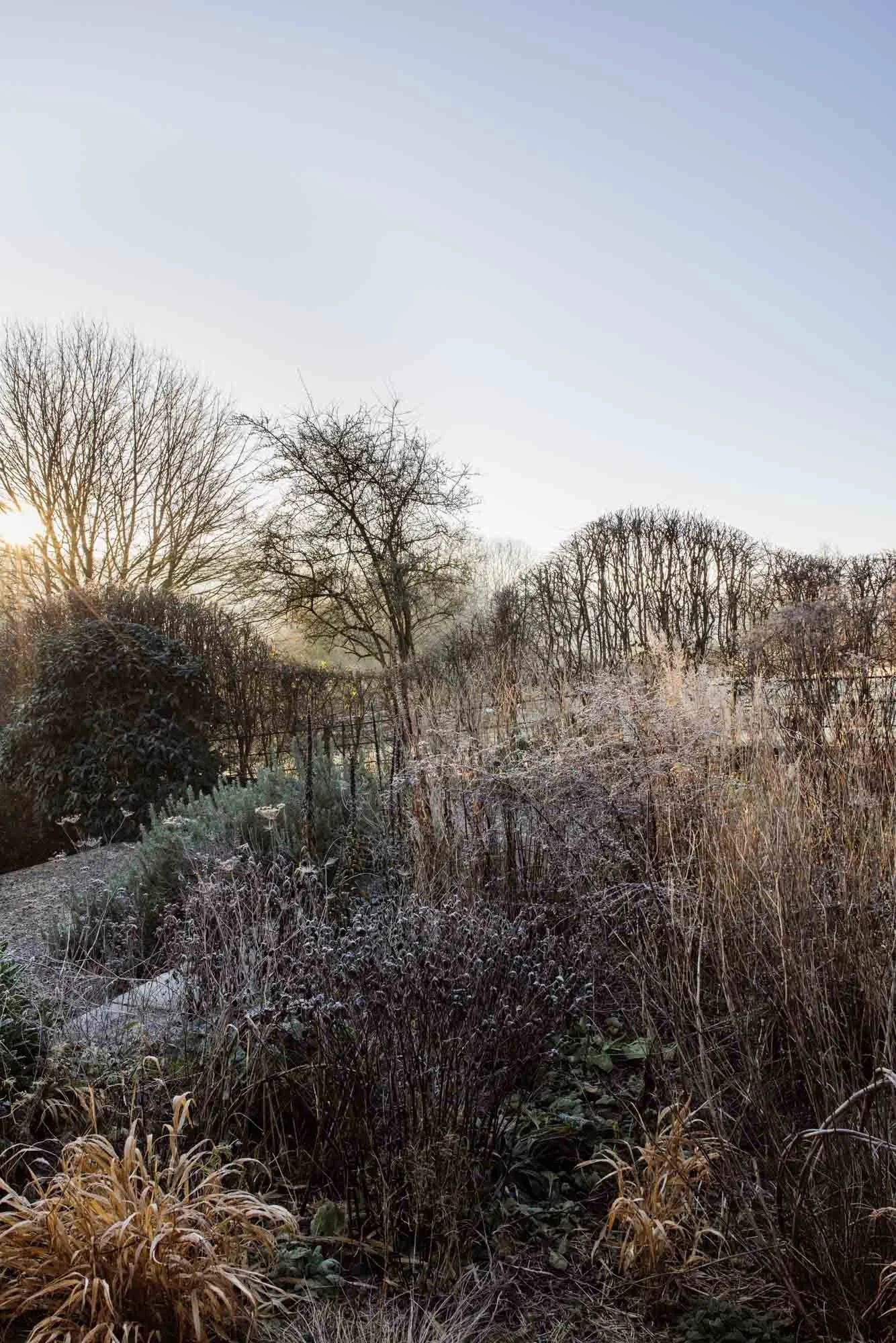 A winter landscape with leafless trees, frosted bushes, and a clear sky at sunrise or sunset Damson Farm