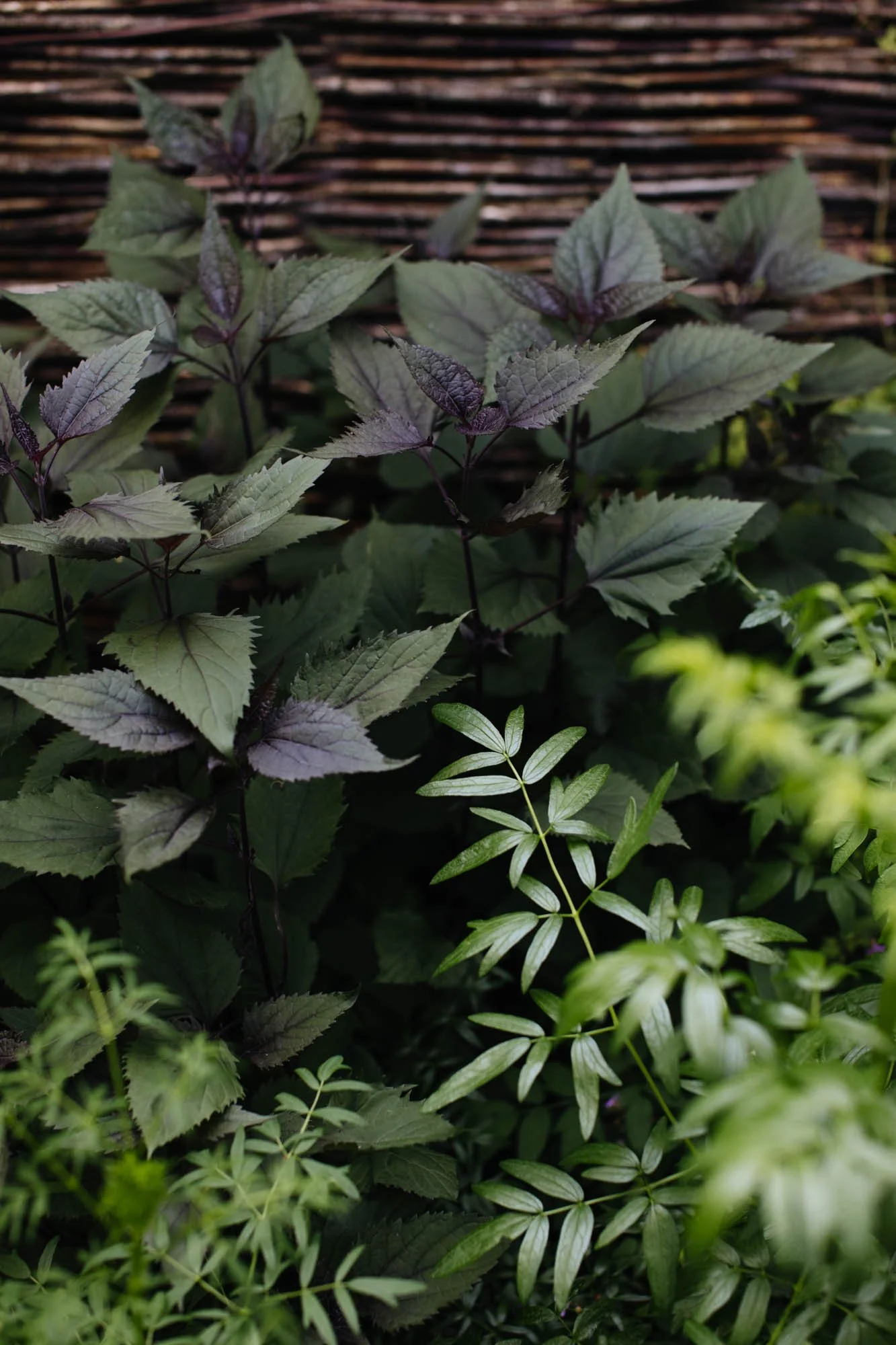 Close-up of various green and purple leaves growing in a garden with a wooden fence in the background. Sarah Price designed garden