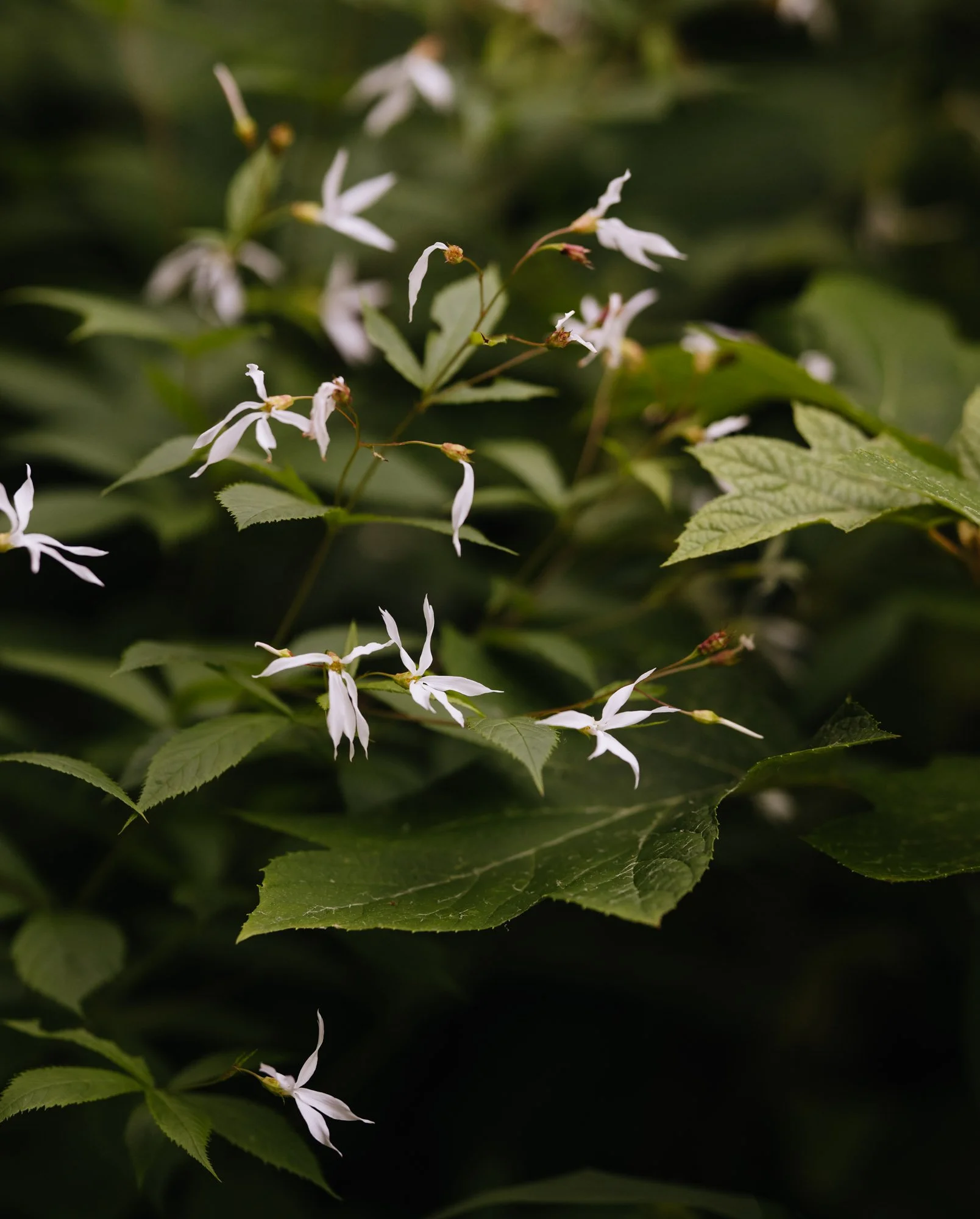 Green leaves with small white flowers on dark greenery. Luciano Giubbilei landscape studio London city garden