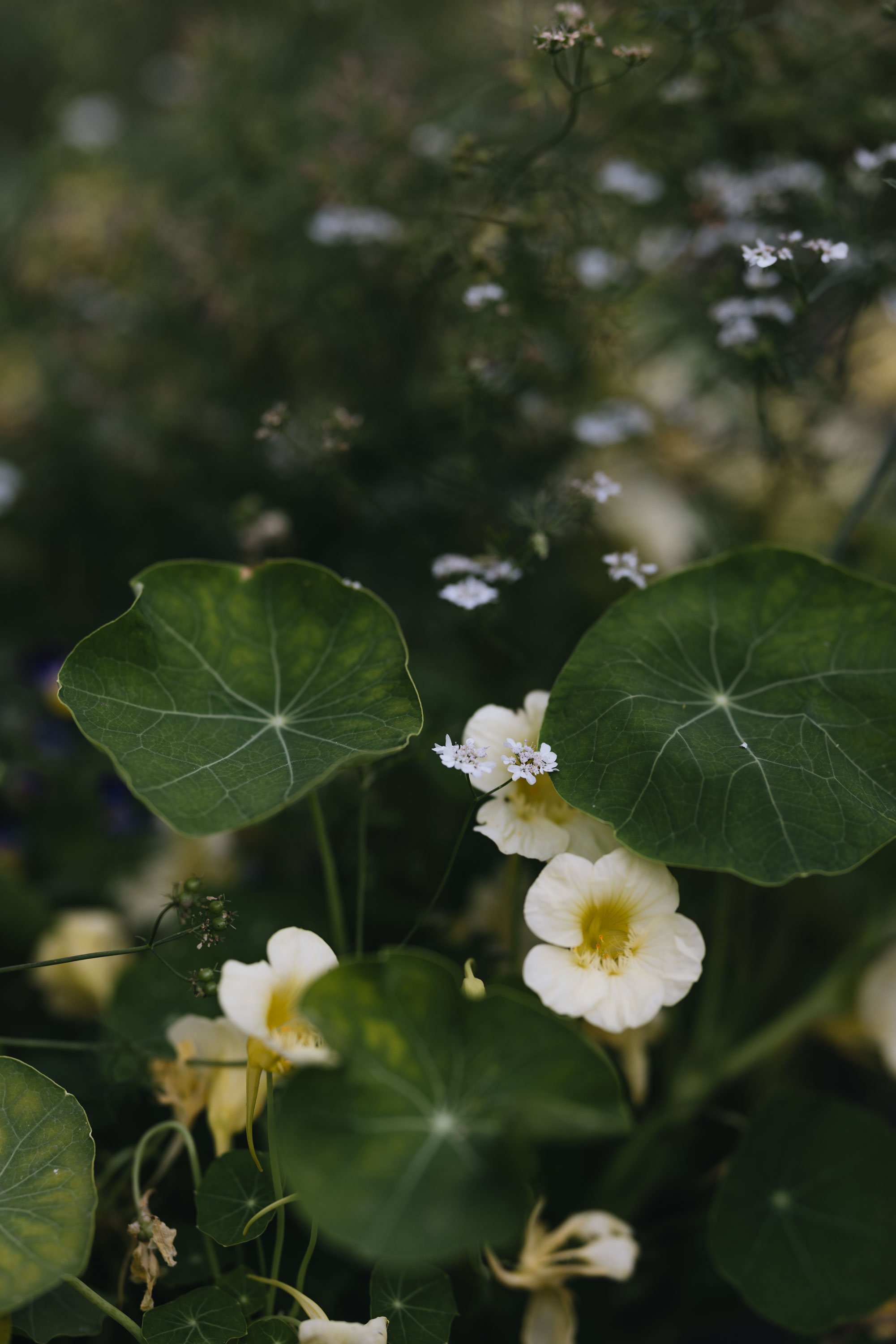 Nasturtium and Coriander - card
