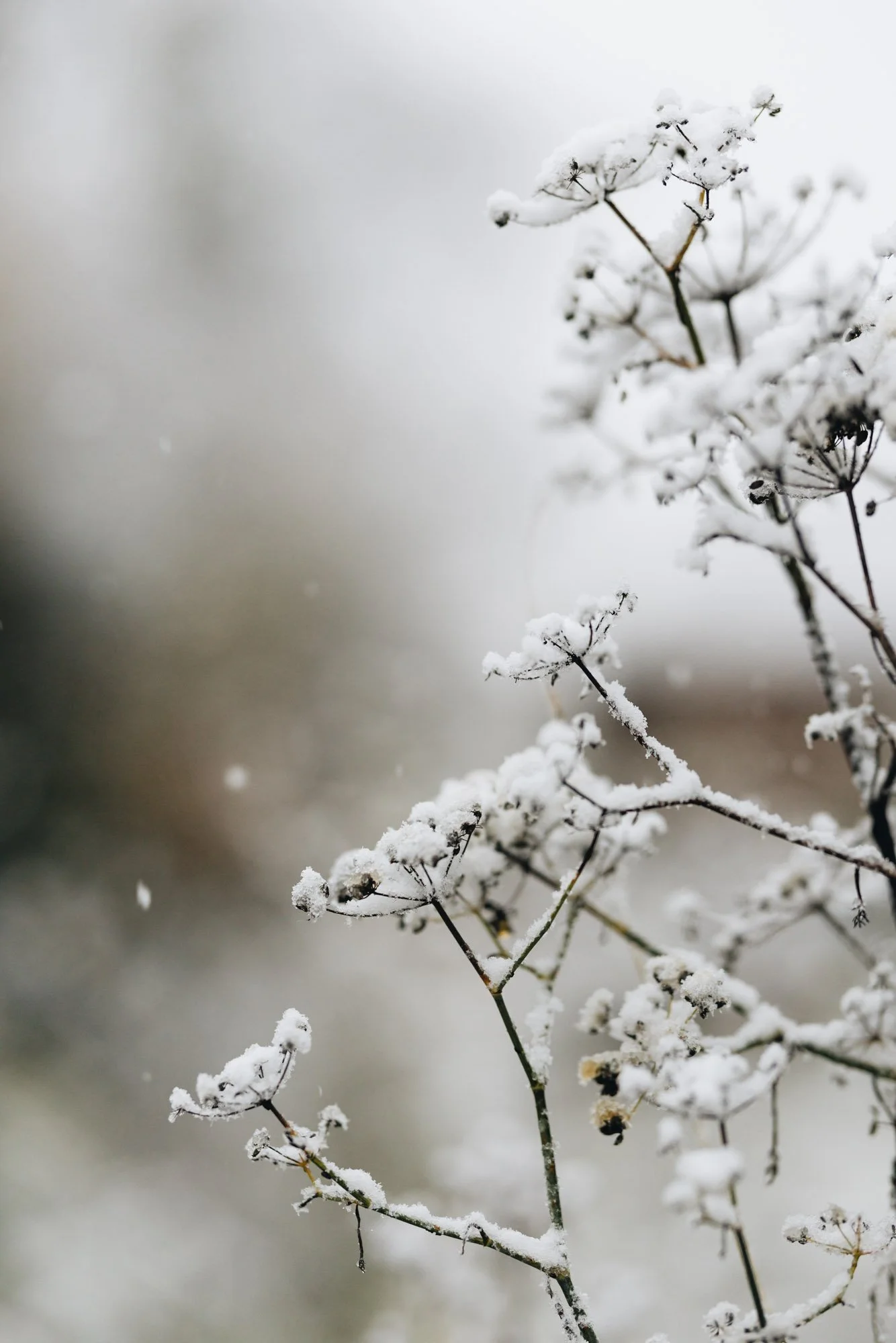 Snowy fennel in cottage garden