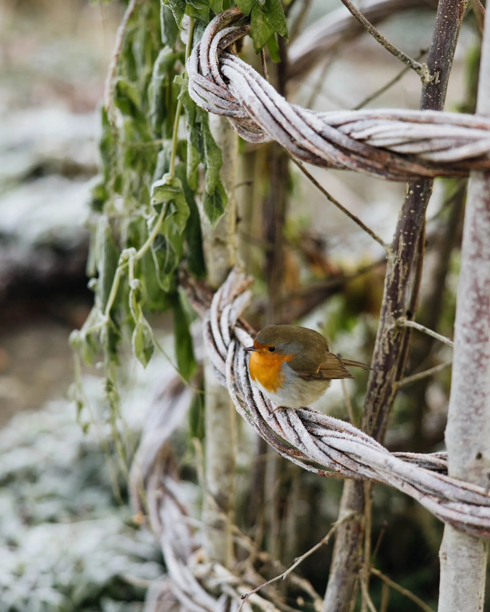 Robin perched on a frosty garden structure at Damson Farm