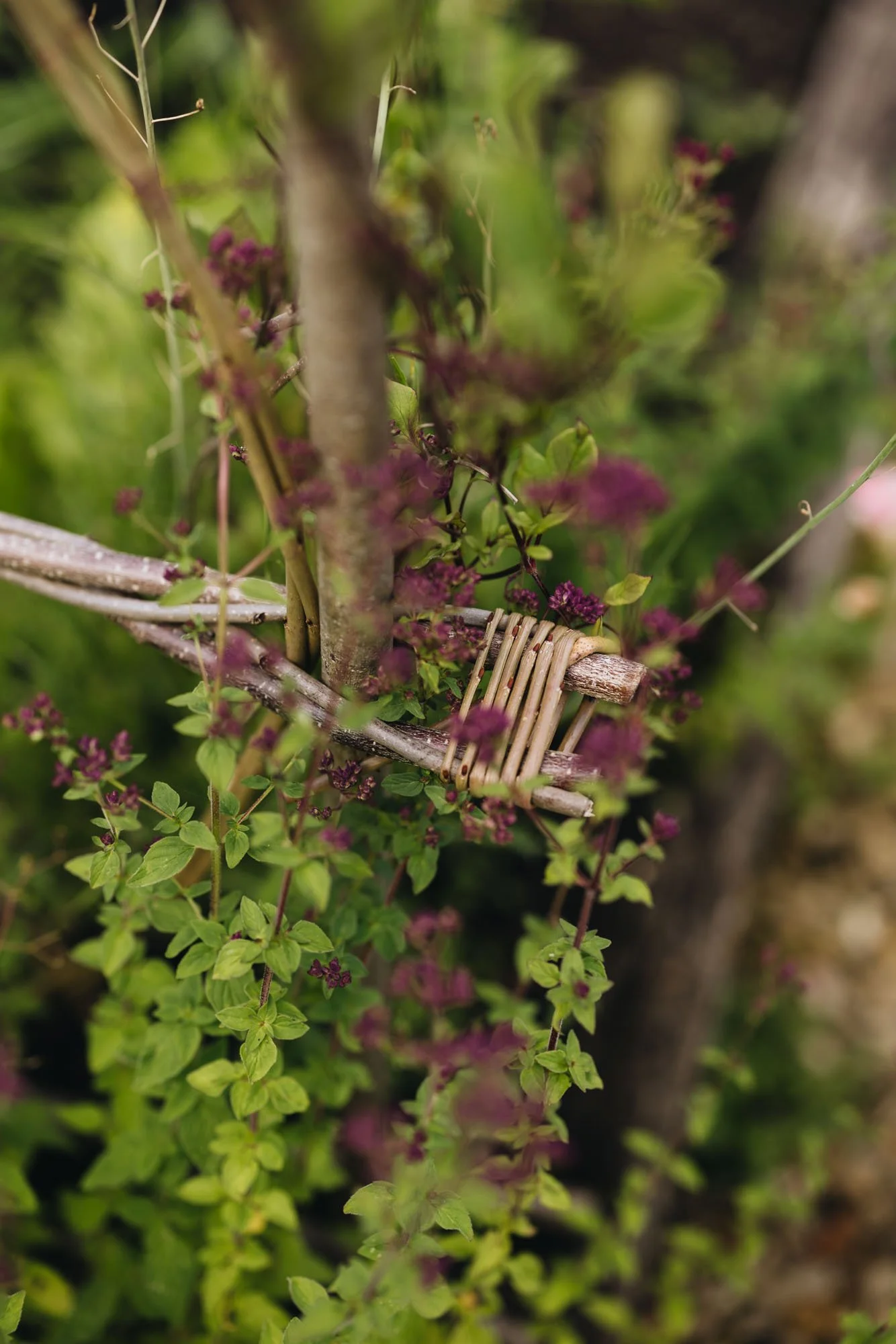 Marjoram growing by garden support at Damson Farm