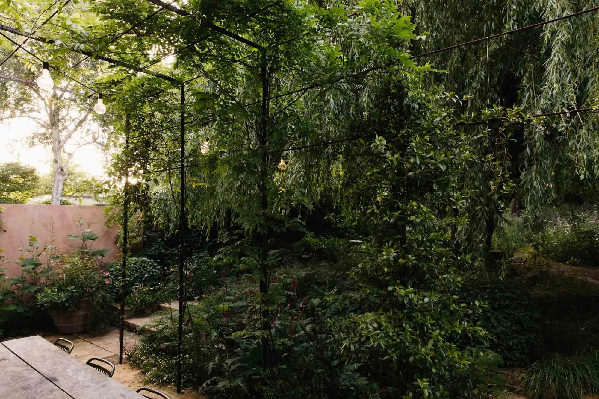 A lush garden with dense green foliage, potted plants, and string lights hanging overhead during late afternoon or early evening. Sarah Price designed garden