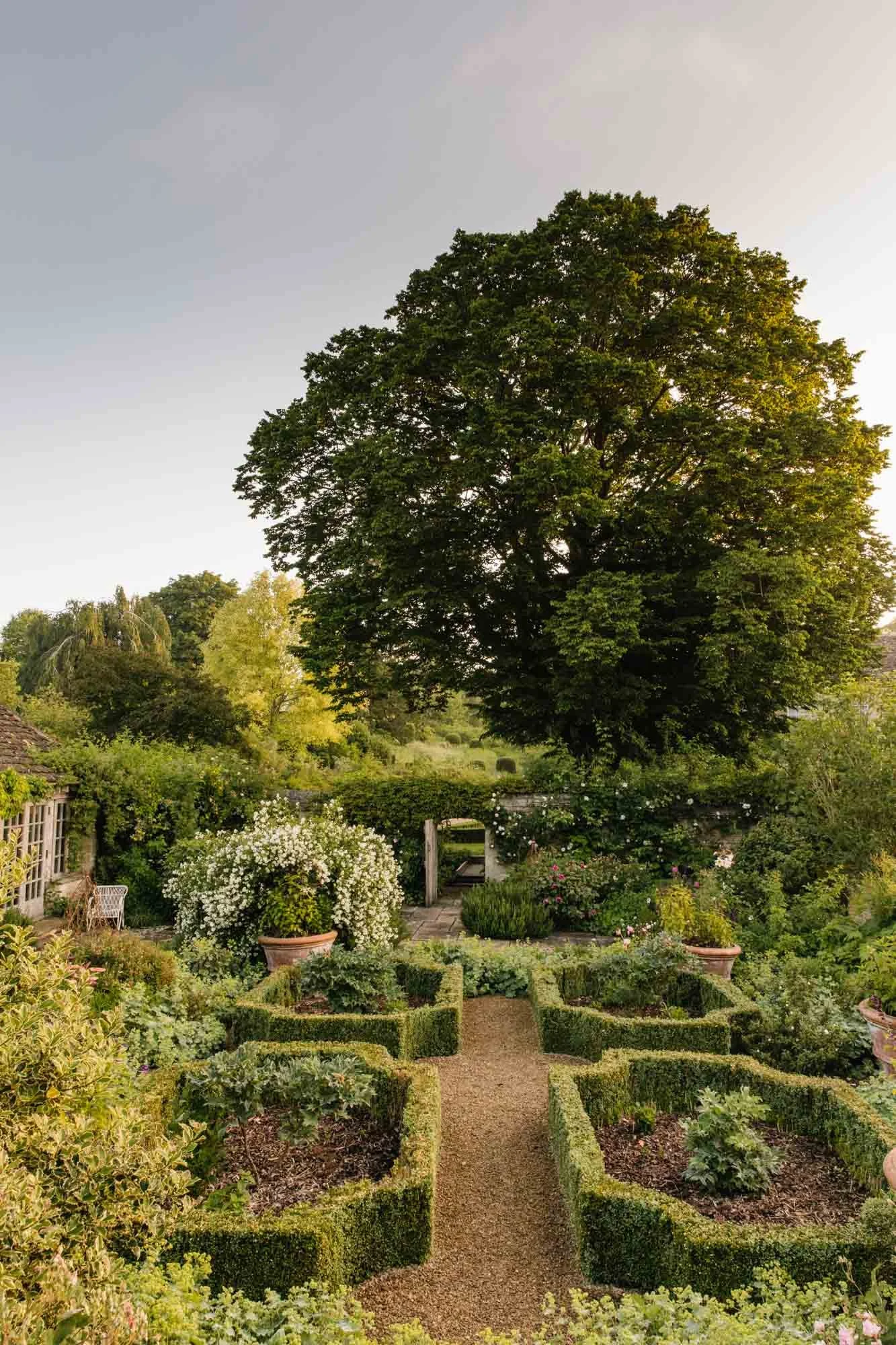 A lush garden with a large tree, trimmed hedges forming a pattern, flowering plants, and a gravel pathway, with a stone archway in the background in An Oxfordshire Cotswolds garden