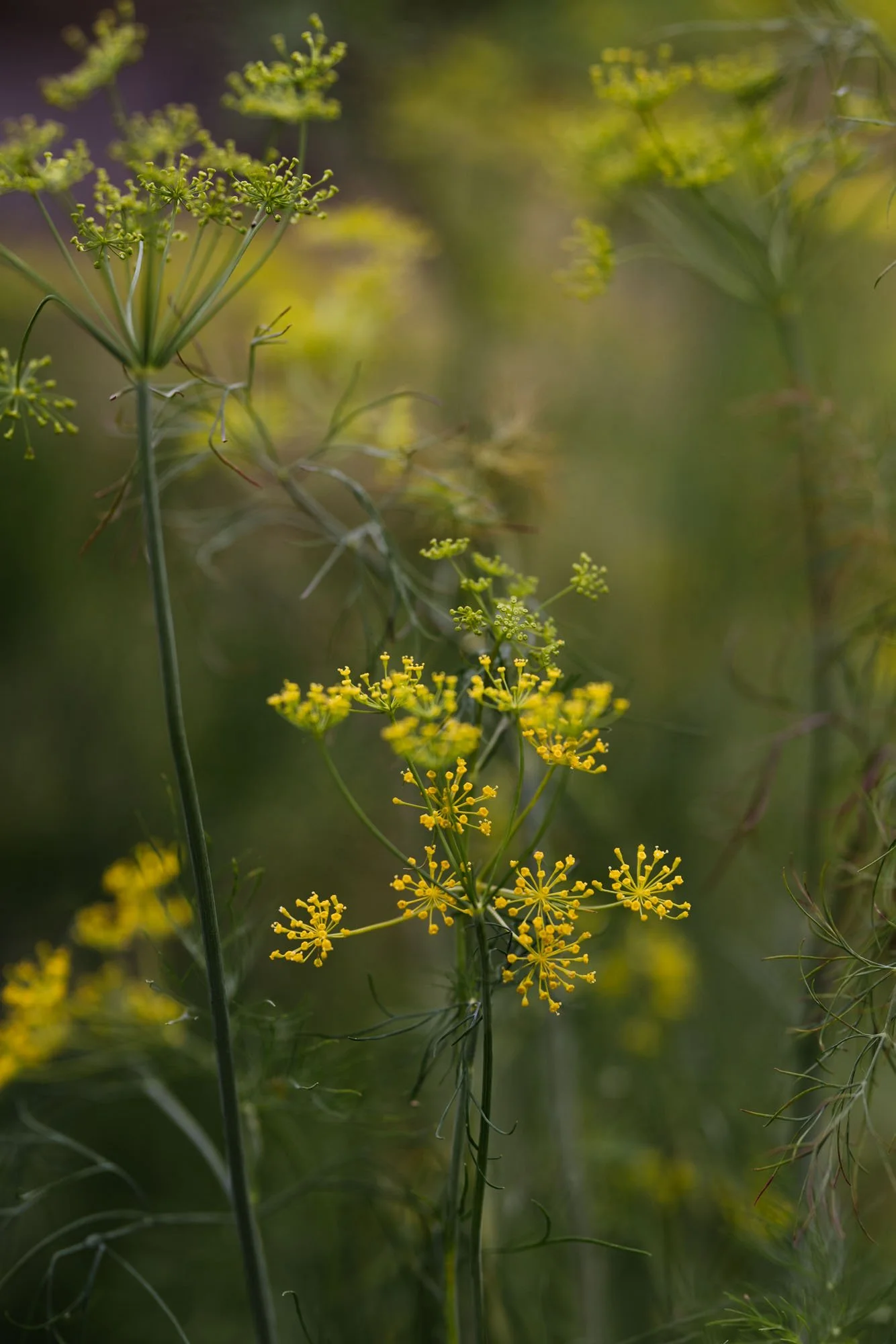 Dill growing at Damson Farm